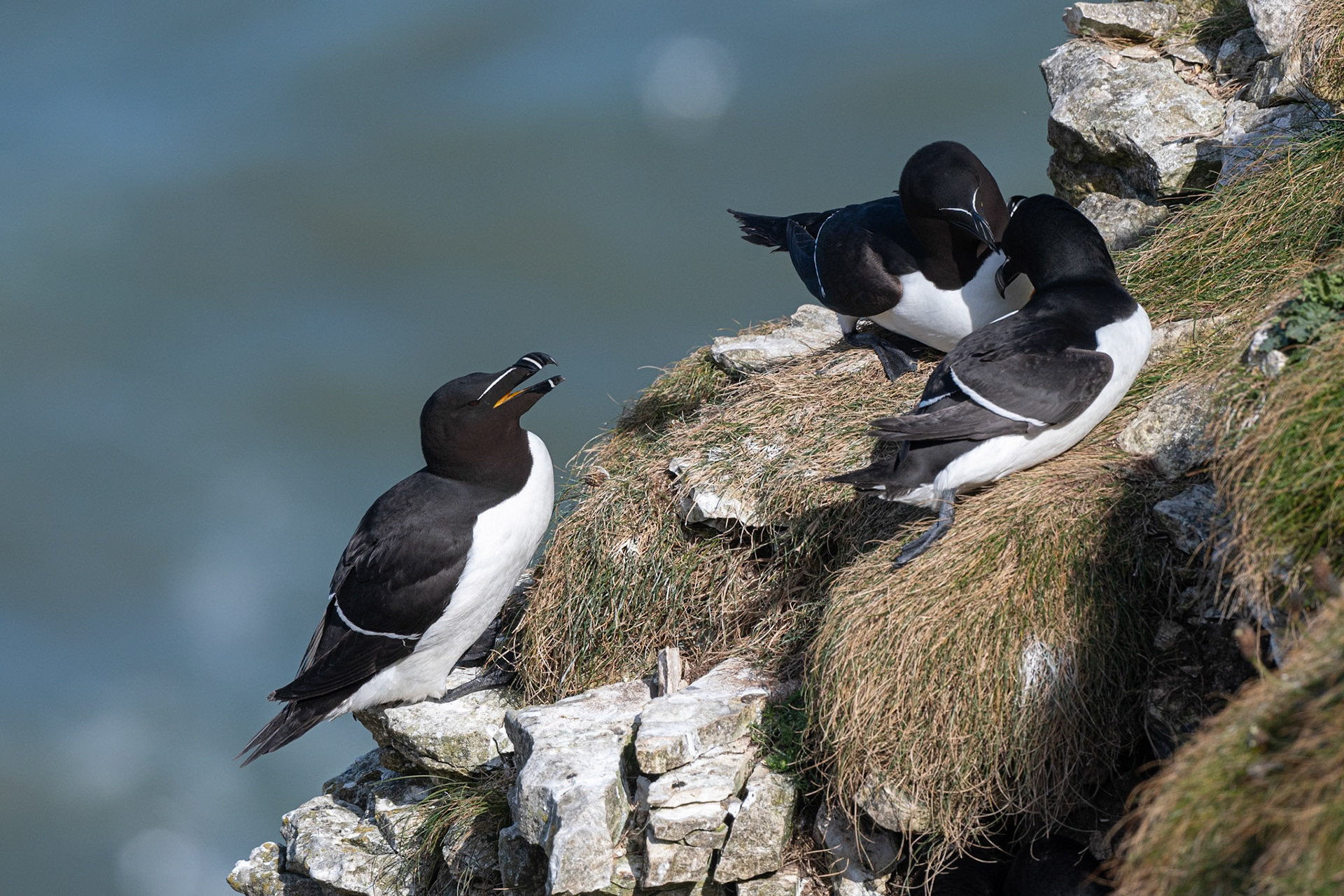 Razorbill