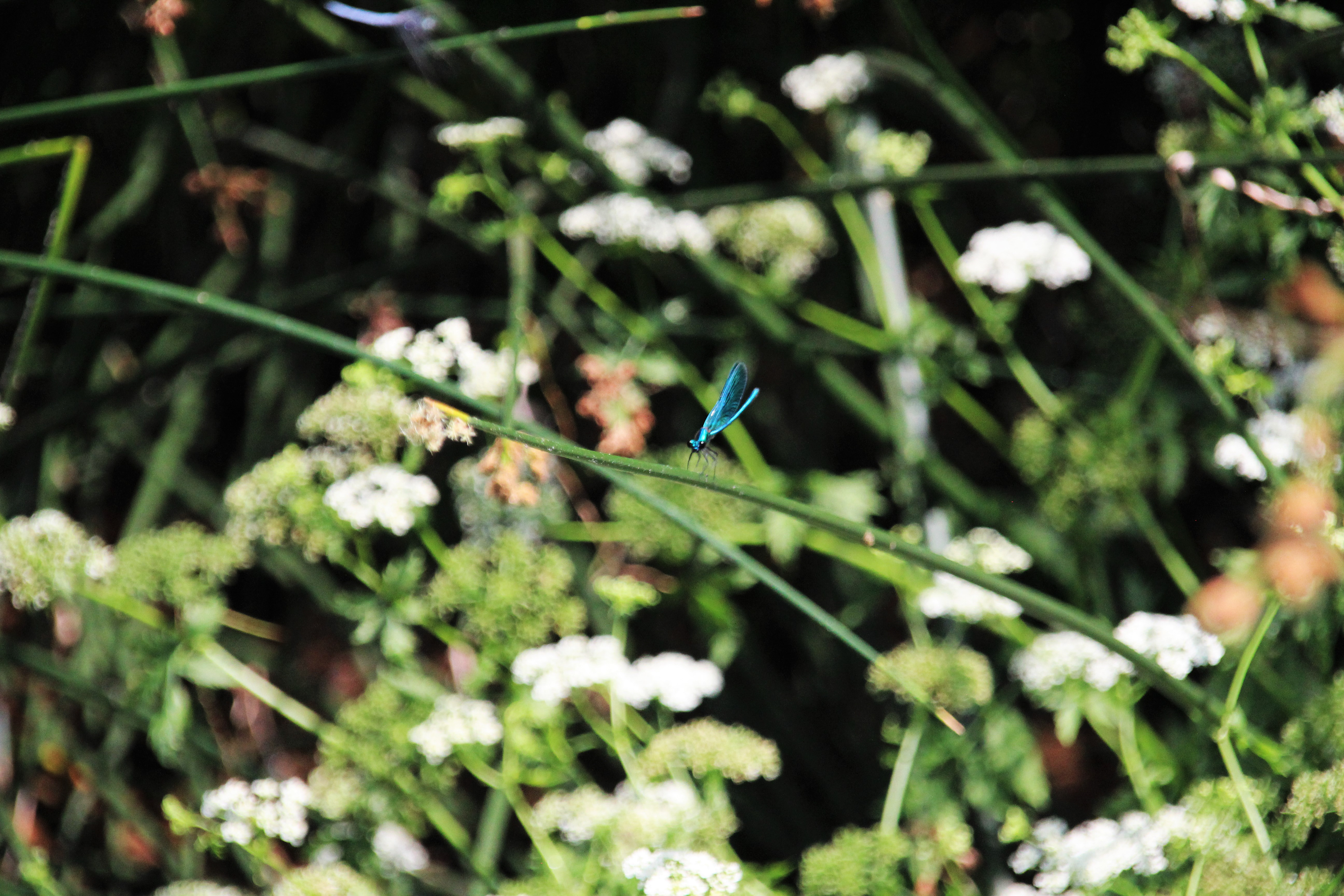 © Andishe Kokab-Danesh 2018