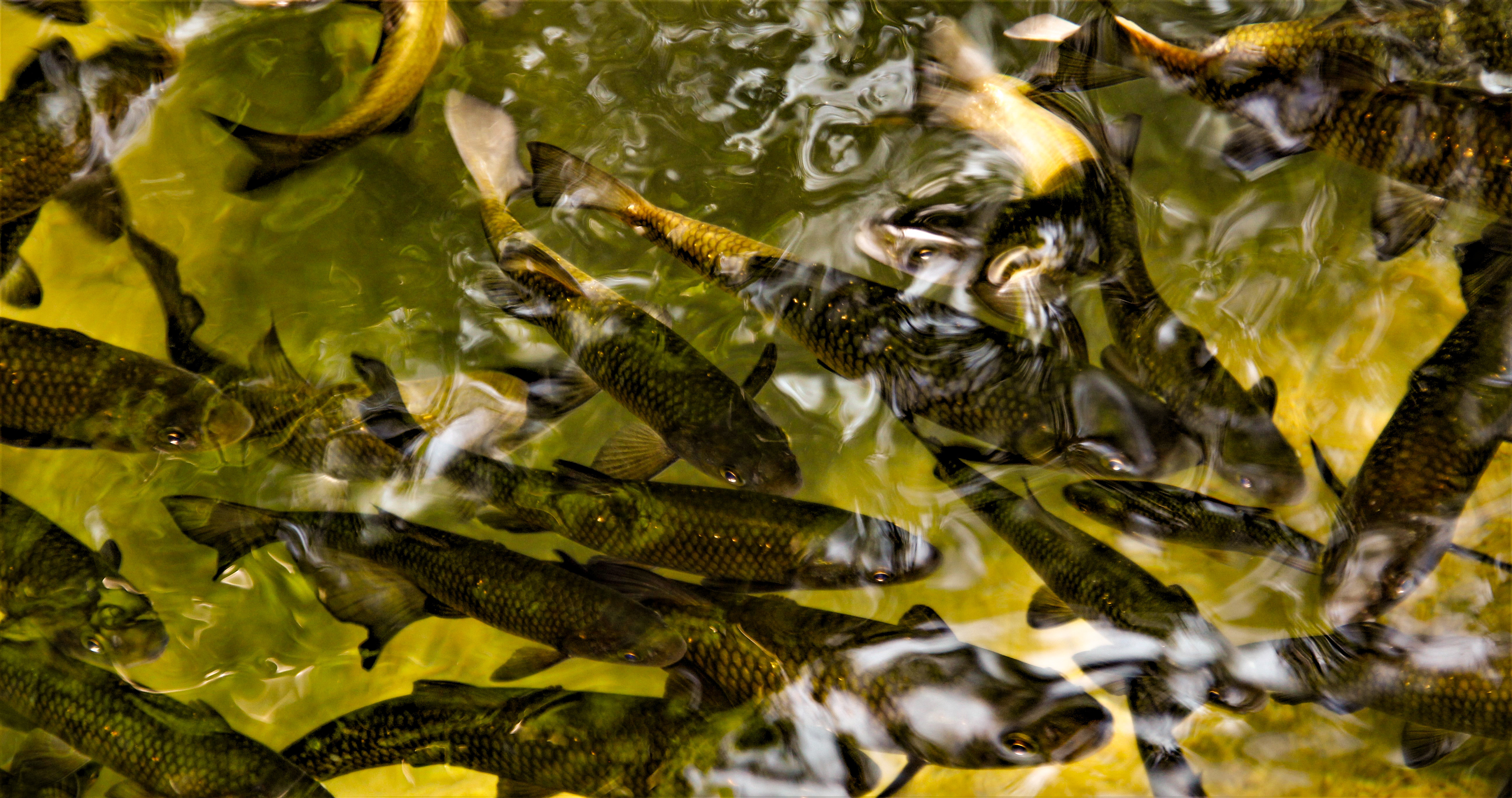 © Andishe Kokab-Danesh 2018