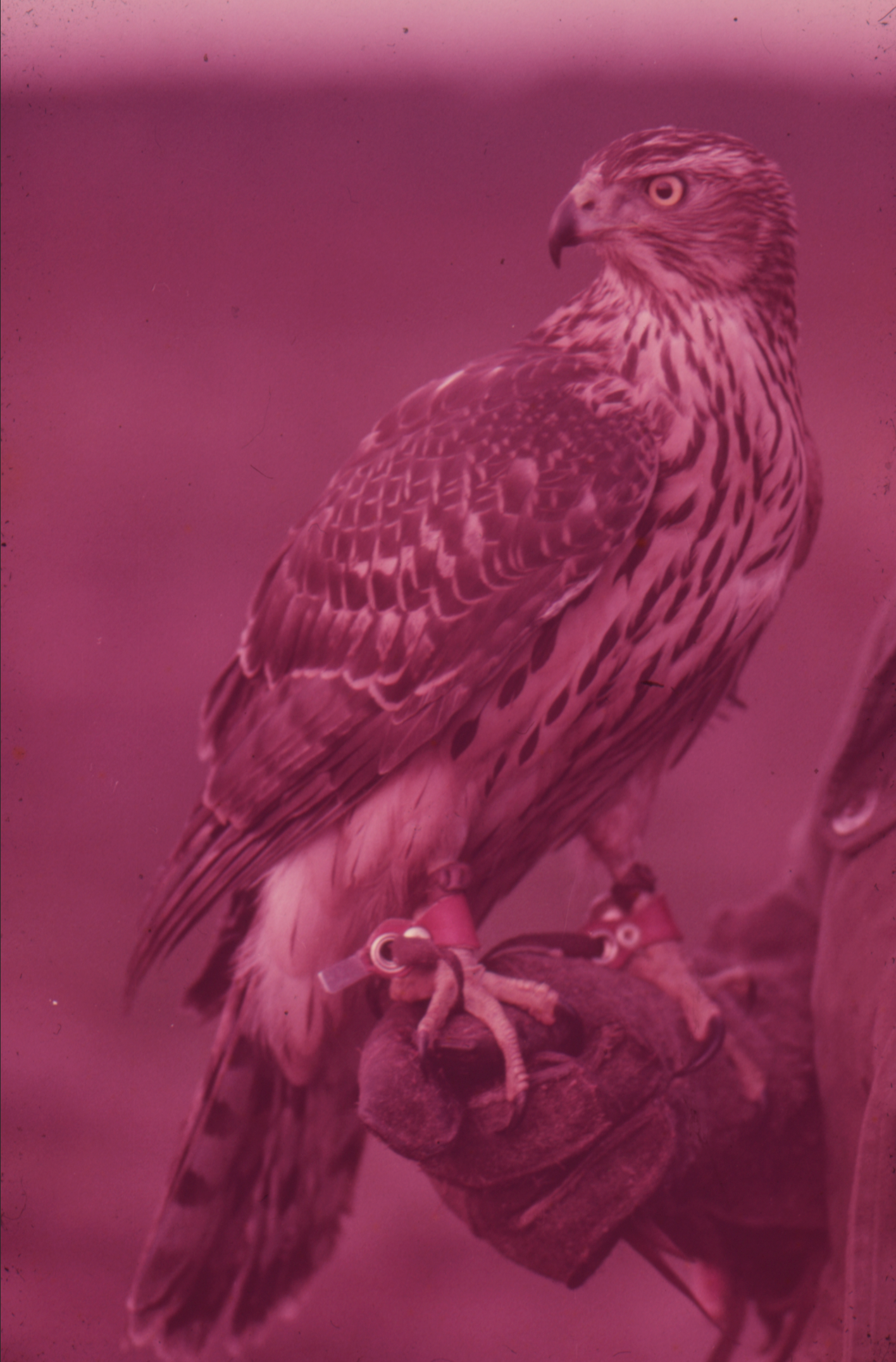 Scanned 35mm Slide, 1970's, Nikkormat Ftn & Nikkor 135mm 2,8