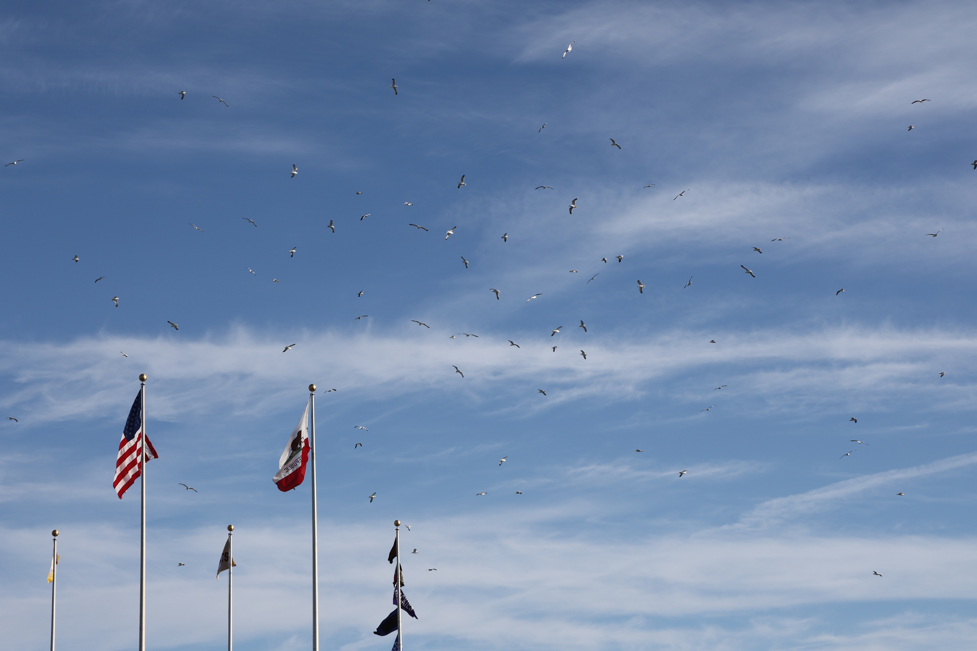 A flock of seagulls hover around the skies of Oracle Park on Opening Night on March 25, 2026. Photo by Klyde Java.