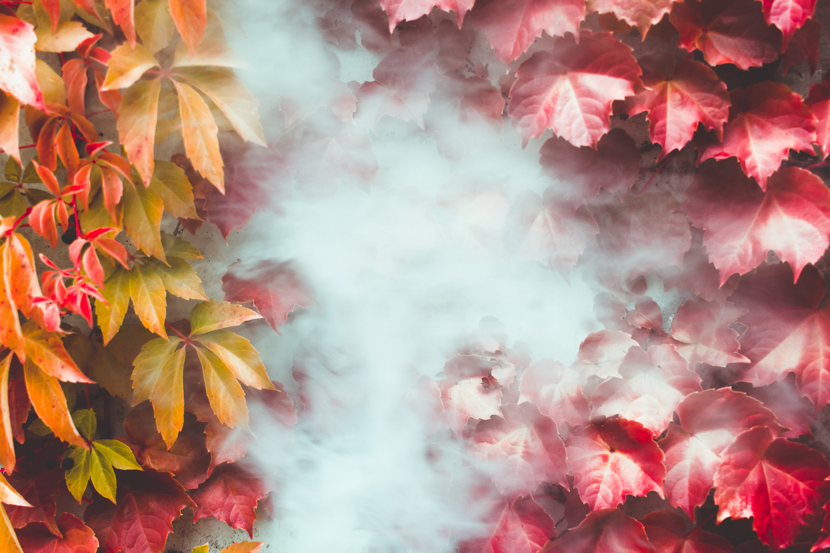 burlington, vt (smoke with vines on wall)