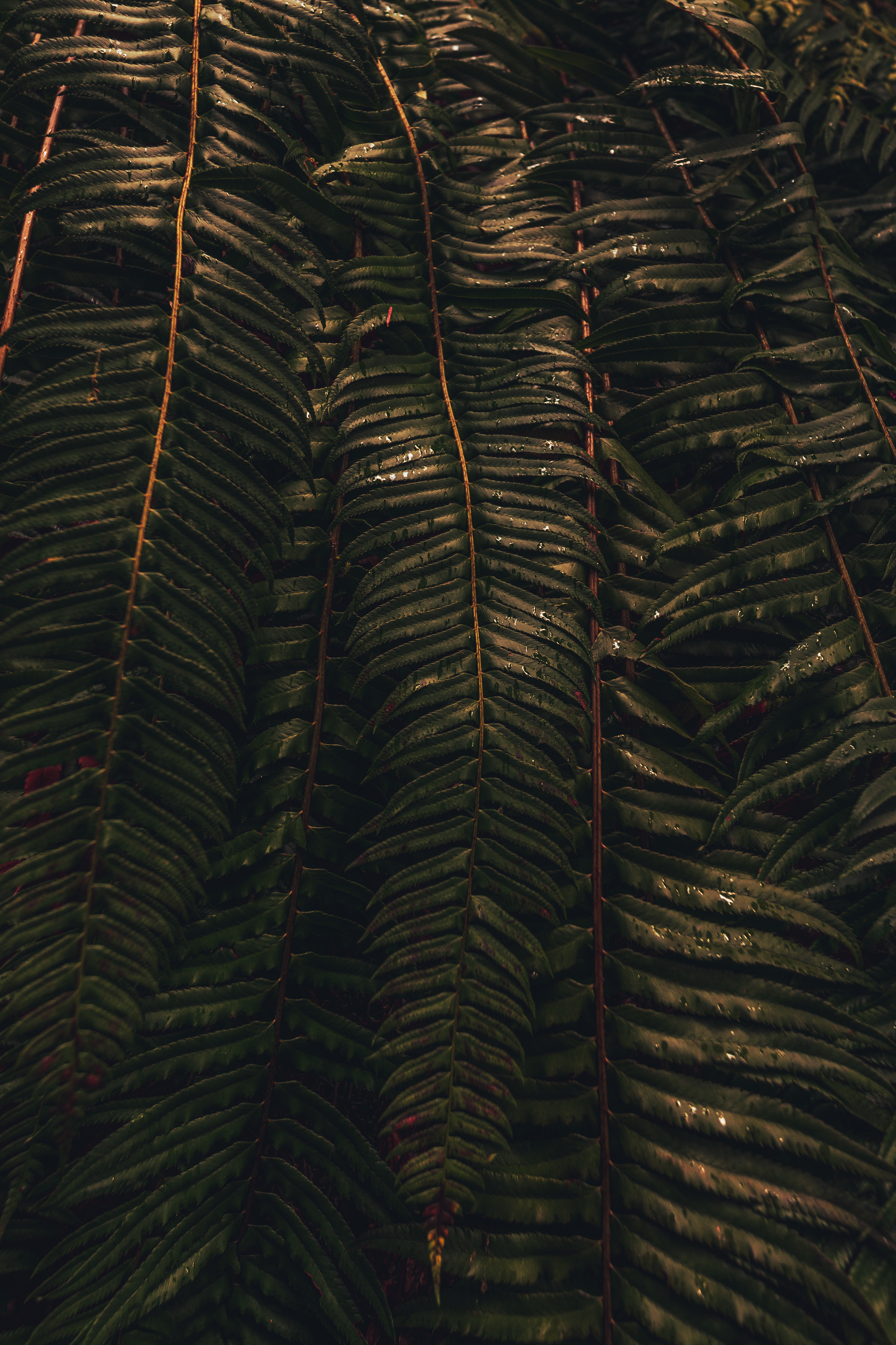 olympic national park, wa