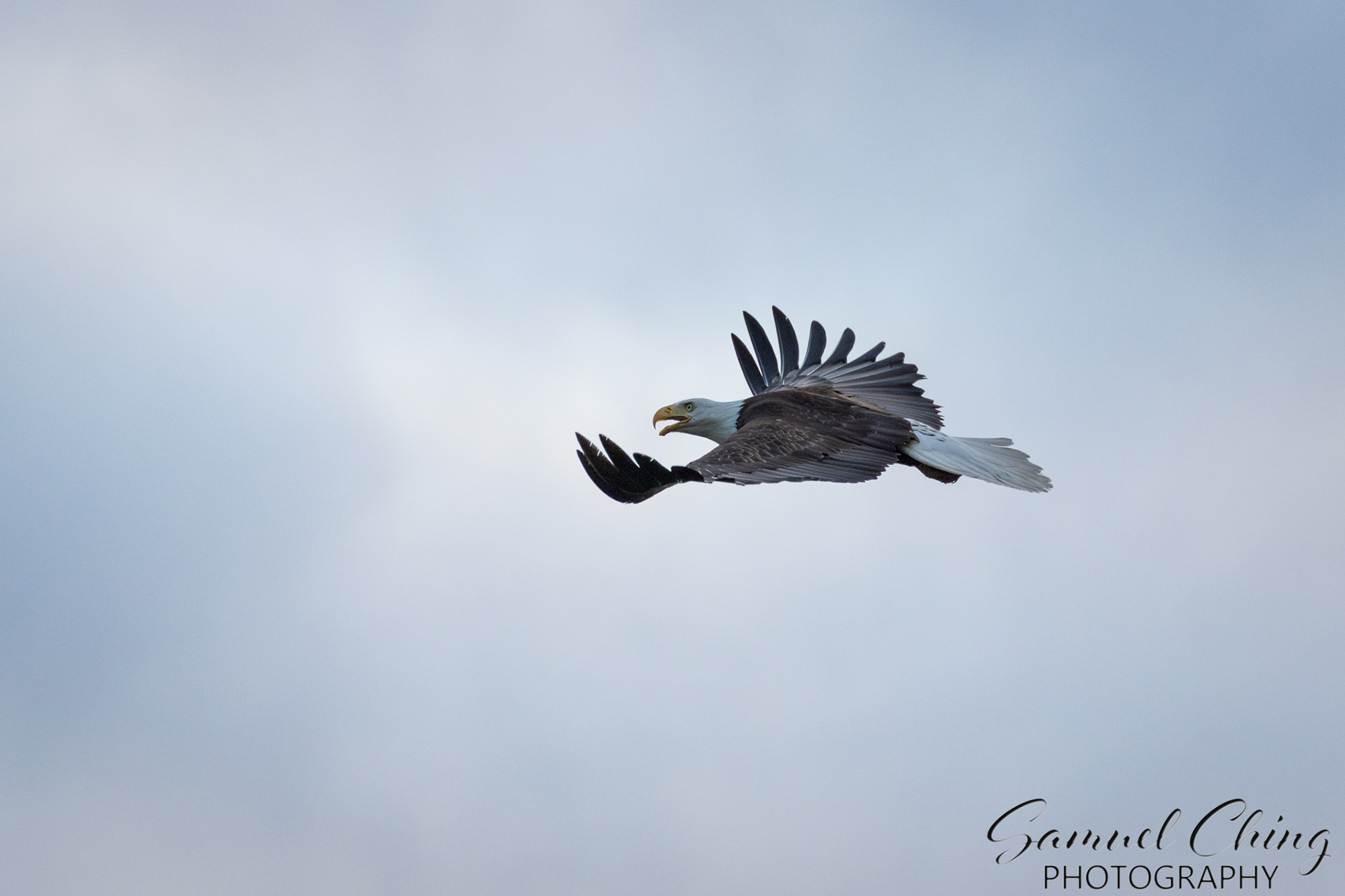 Bald Eagle, Juneau, Alaska