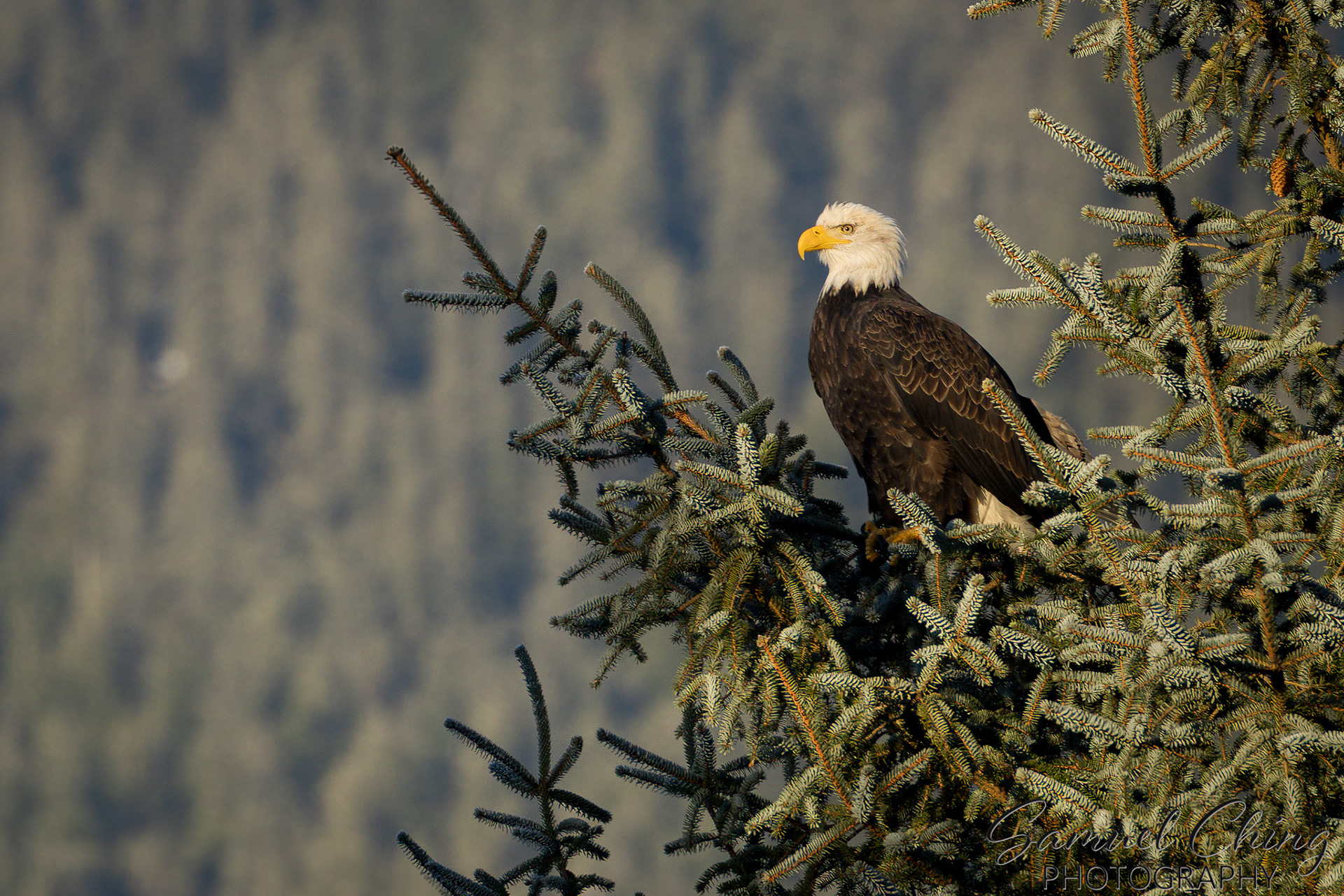 Bald Eagle, Juneau, AK