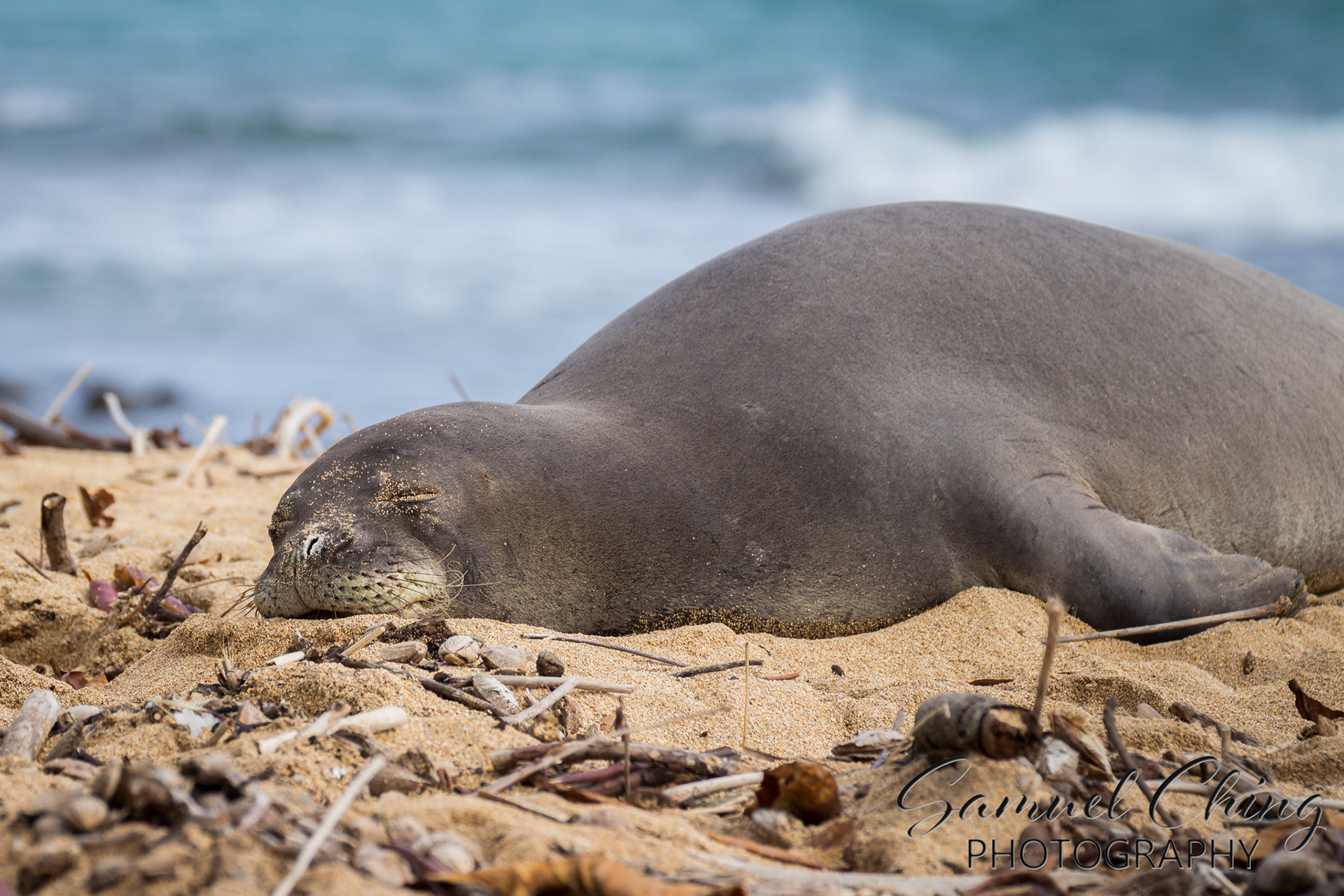 Hawaiian Monk Seal