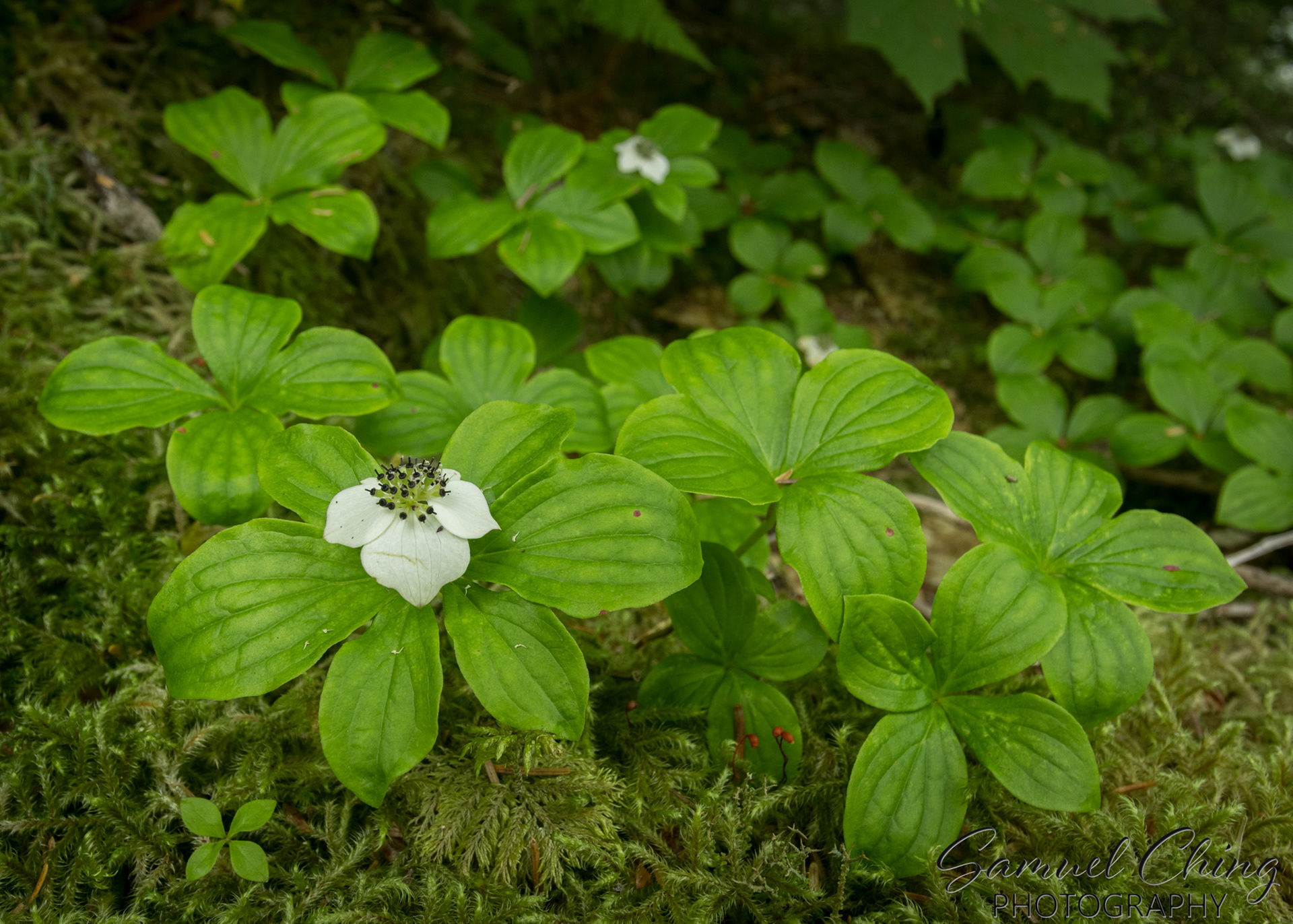 Dwarf Dogwood Flower, East Glacier Trail, Juneau, Alaska