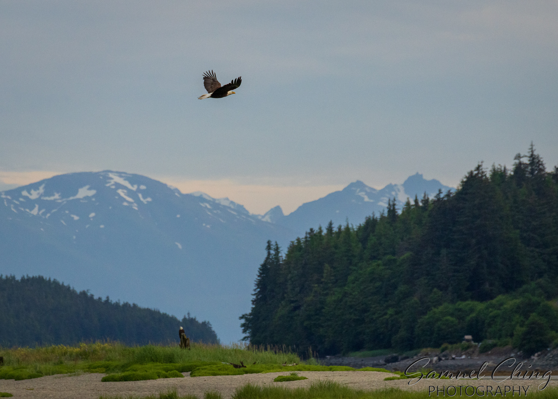 Bald Eagle, Eagle Beach, Alaska