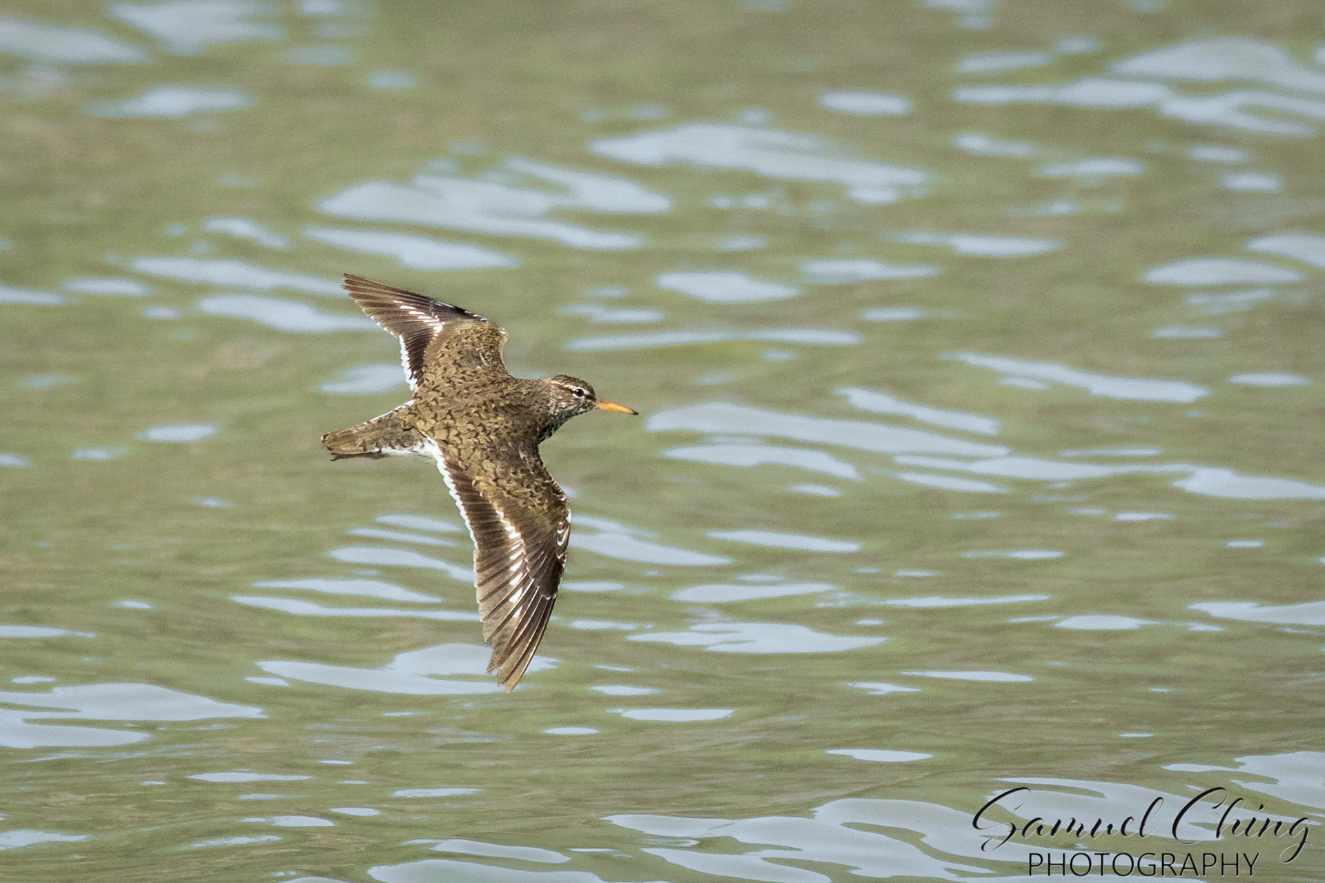 Spotted Sandpiper, Juneau, Alaska
