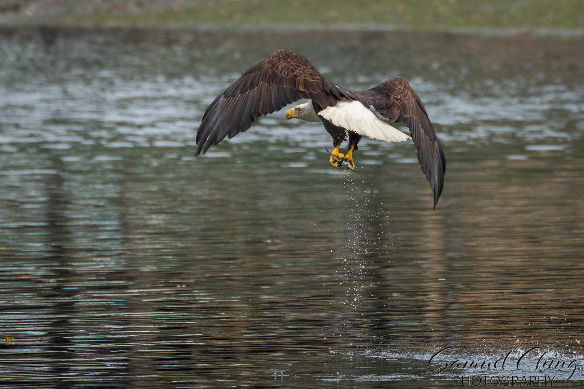 Bald Eagle, Chichagof Island, Alaska