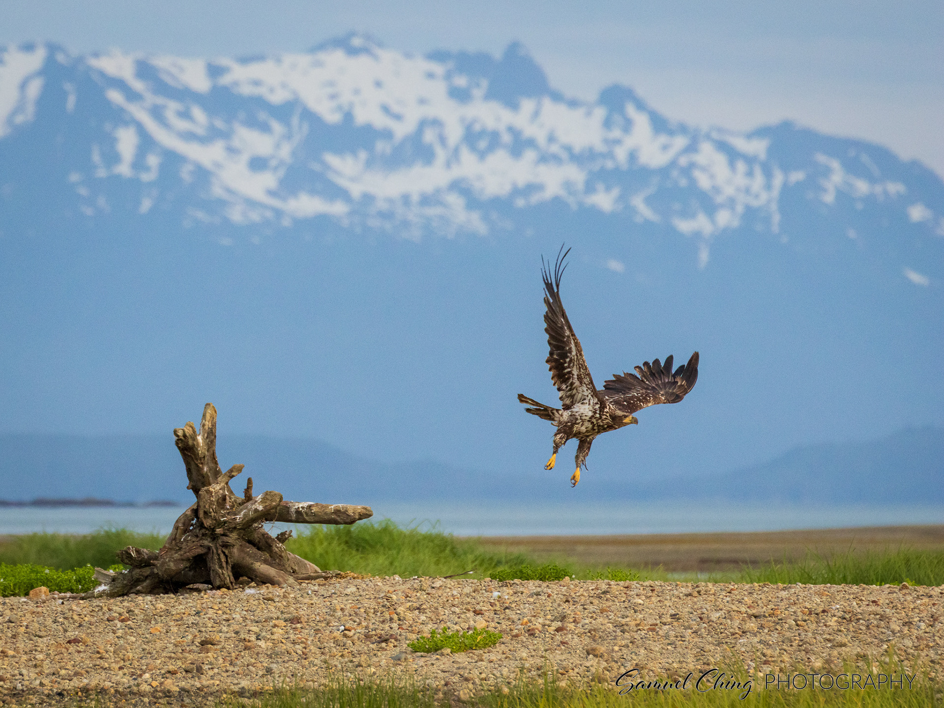 Bald Eagle, Juneau, Alaska
