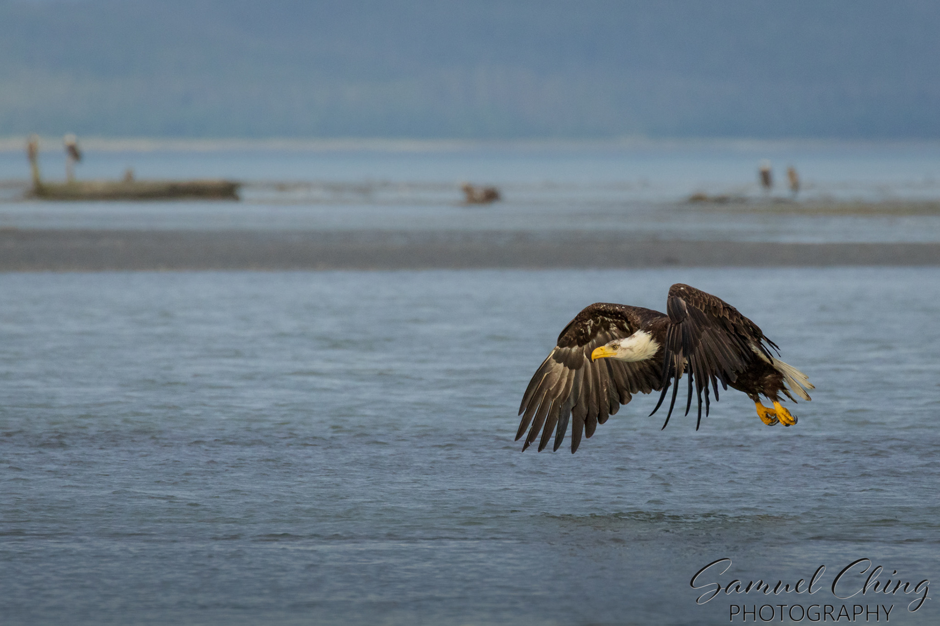 Bald Eagle, Eagle Beach, Alaska
