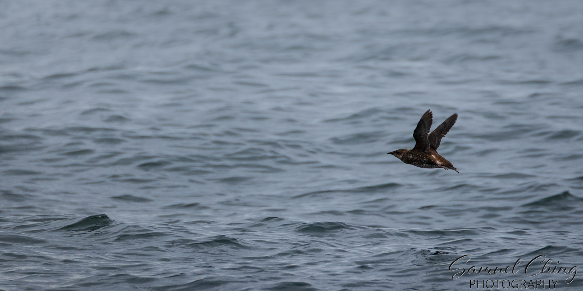 Marbled Murrelet, Chichagof Island, Alaska