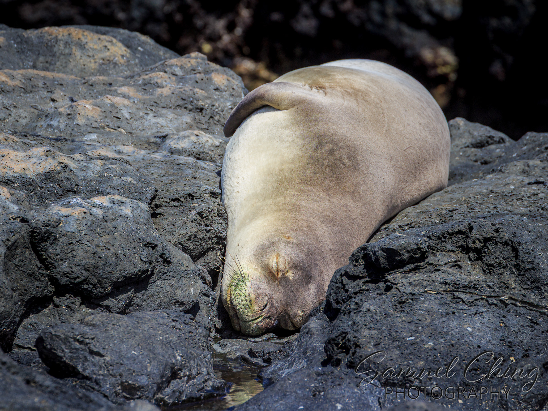 Hawaiian Monk Seal