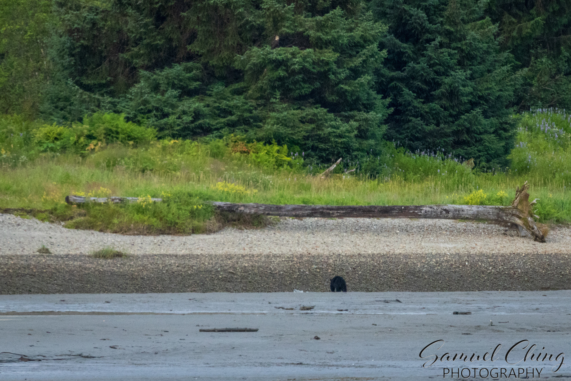 Black Bear, Eagle Beach, Alaska