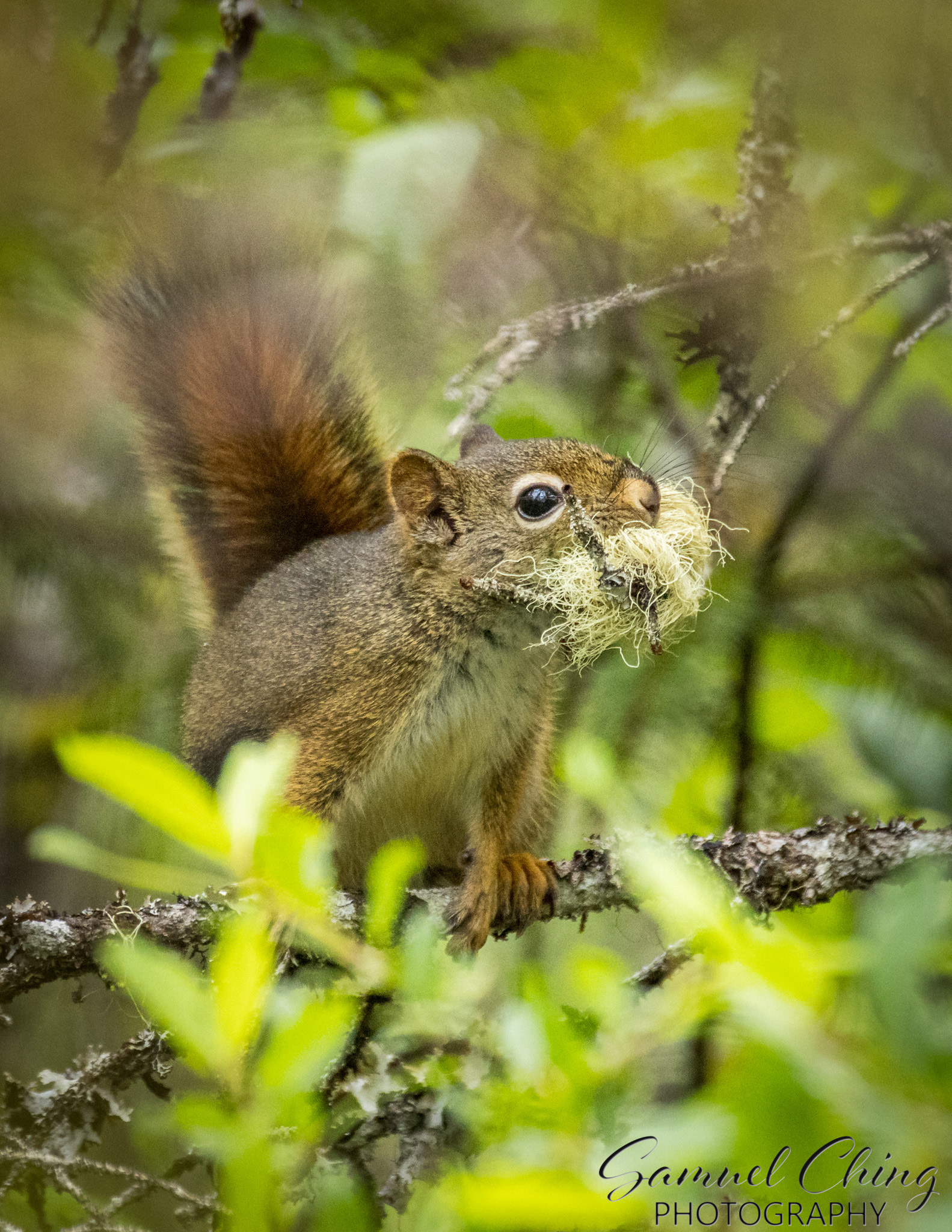 American Red Squirrel, Juneau, Alaska