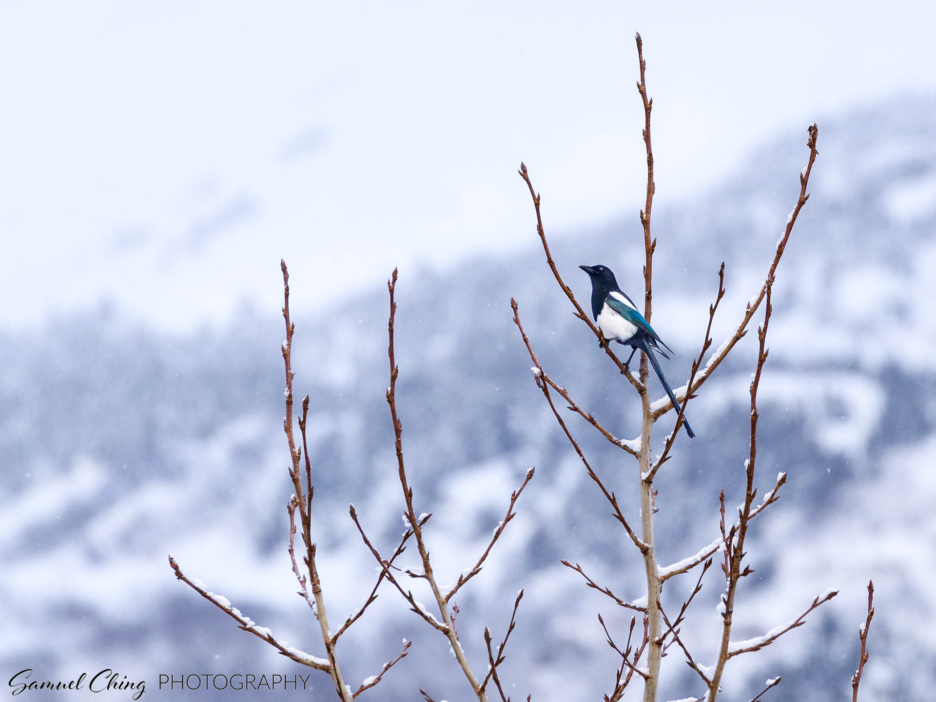 Black-billed Magpie