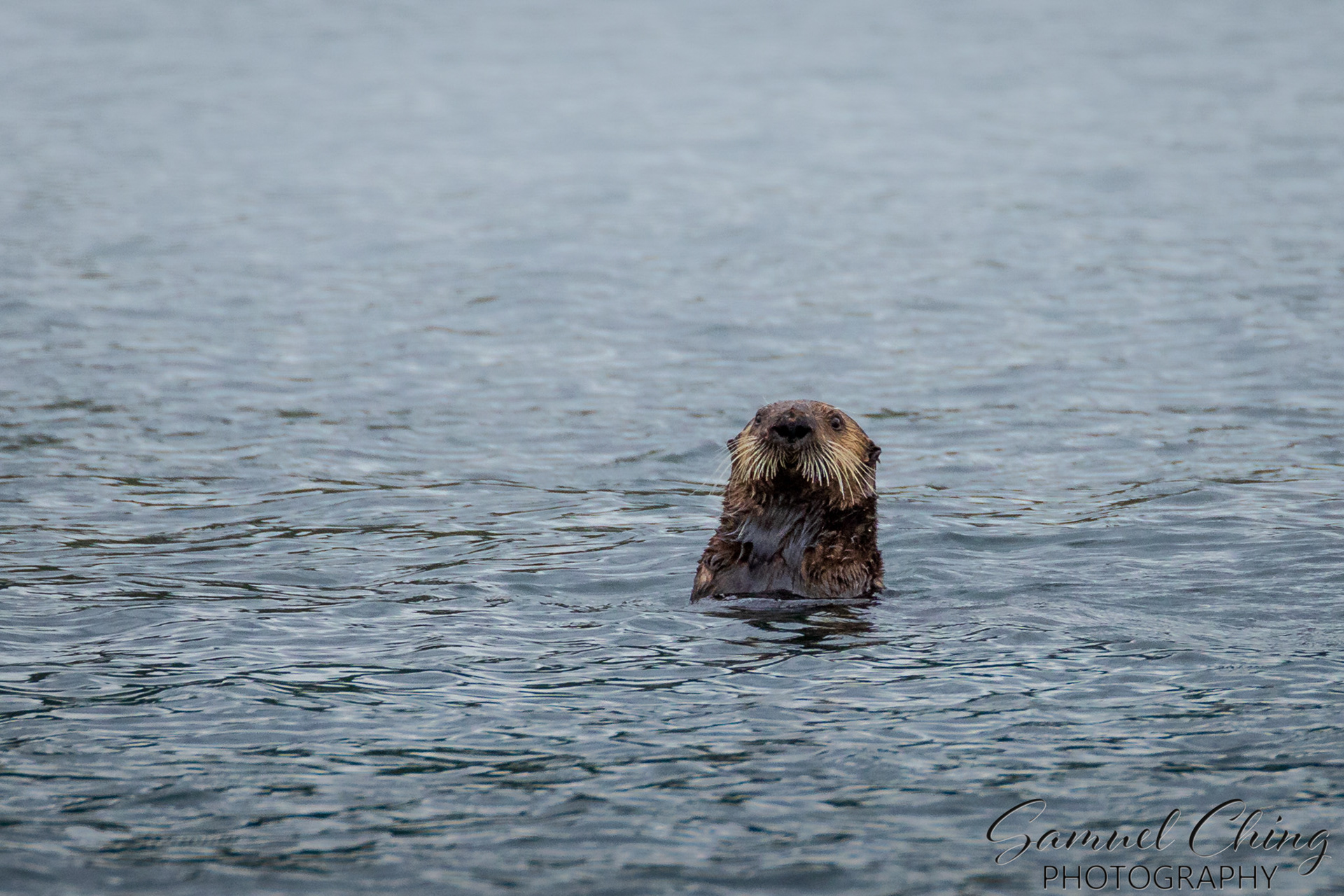 Sea Otter, Chichagof Island, Alaska