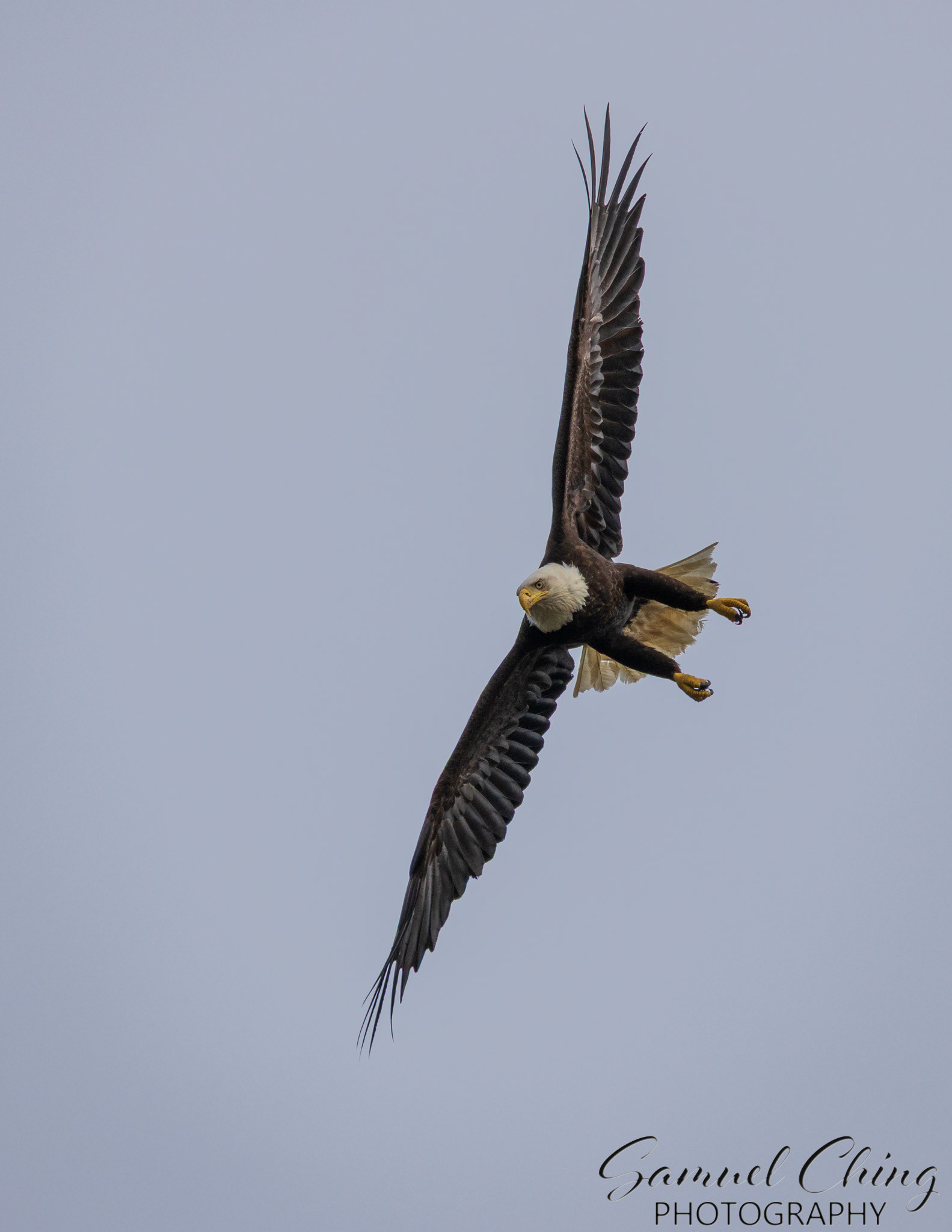 Bald Eagle, Chichagof Island, Alaska