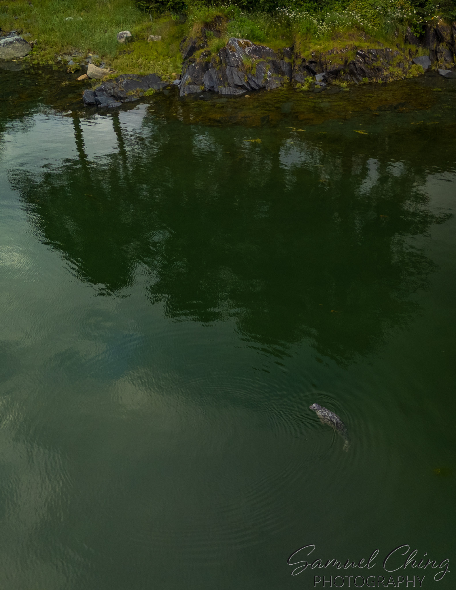 Harbor Seal, Juneau, Alaska