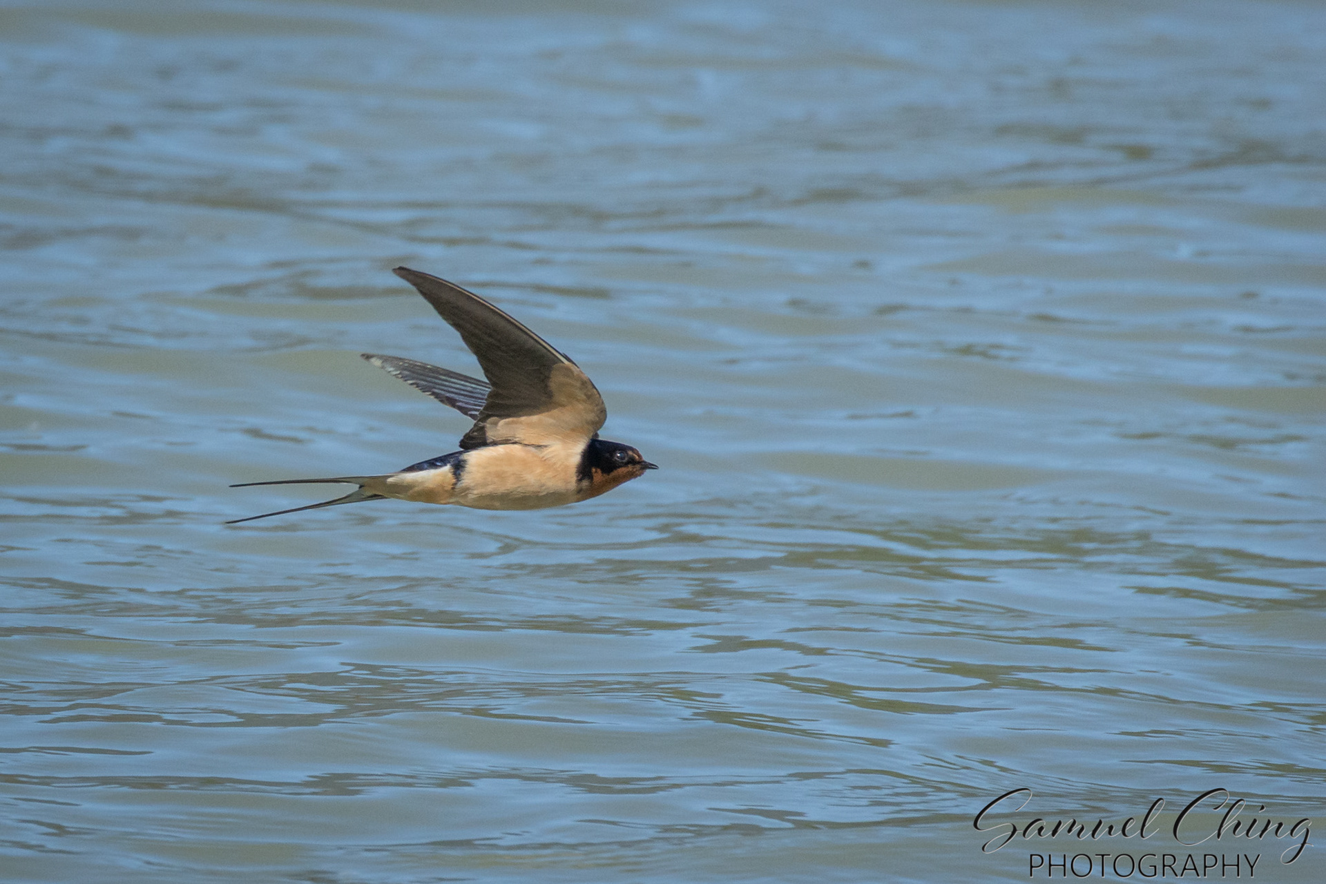 Barn Swallow, Juneau, Alaska