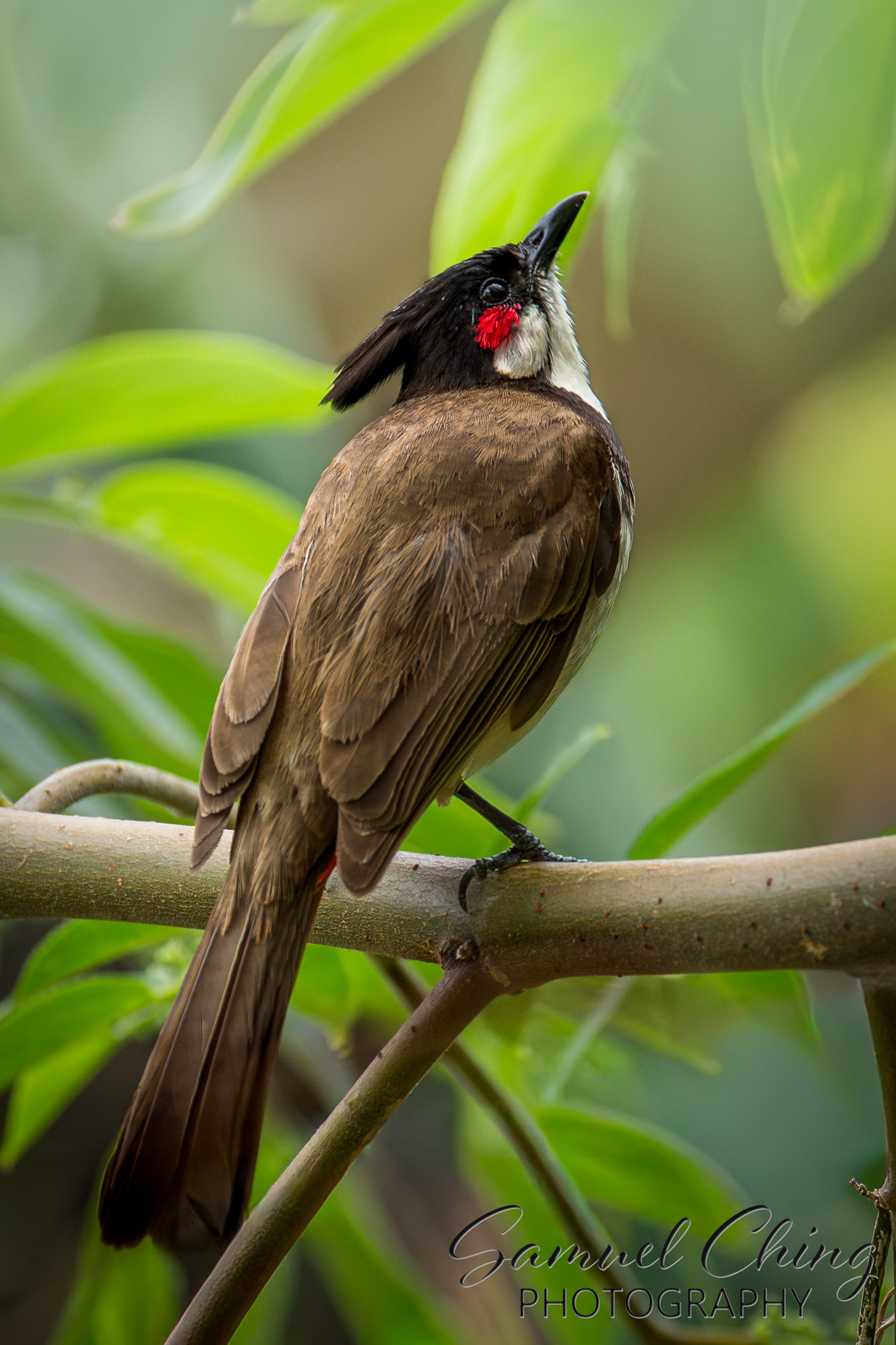 Red-whiskered Bulbul