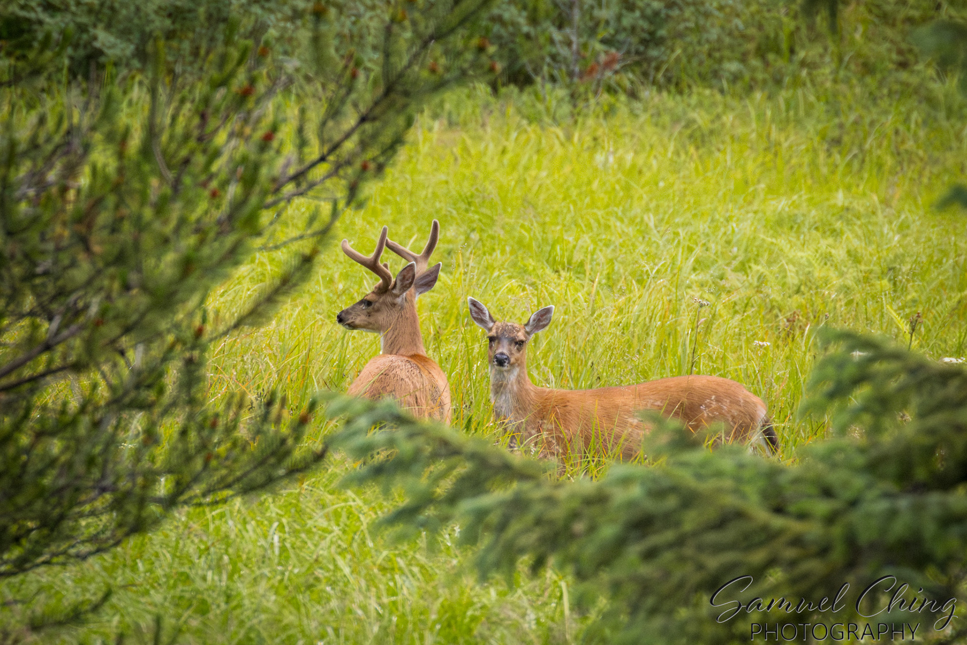 Sitka Blacktail Deer, Chichagof Island, Alaska