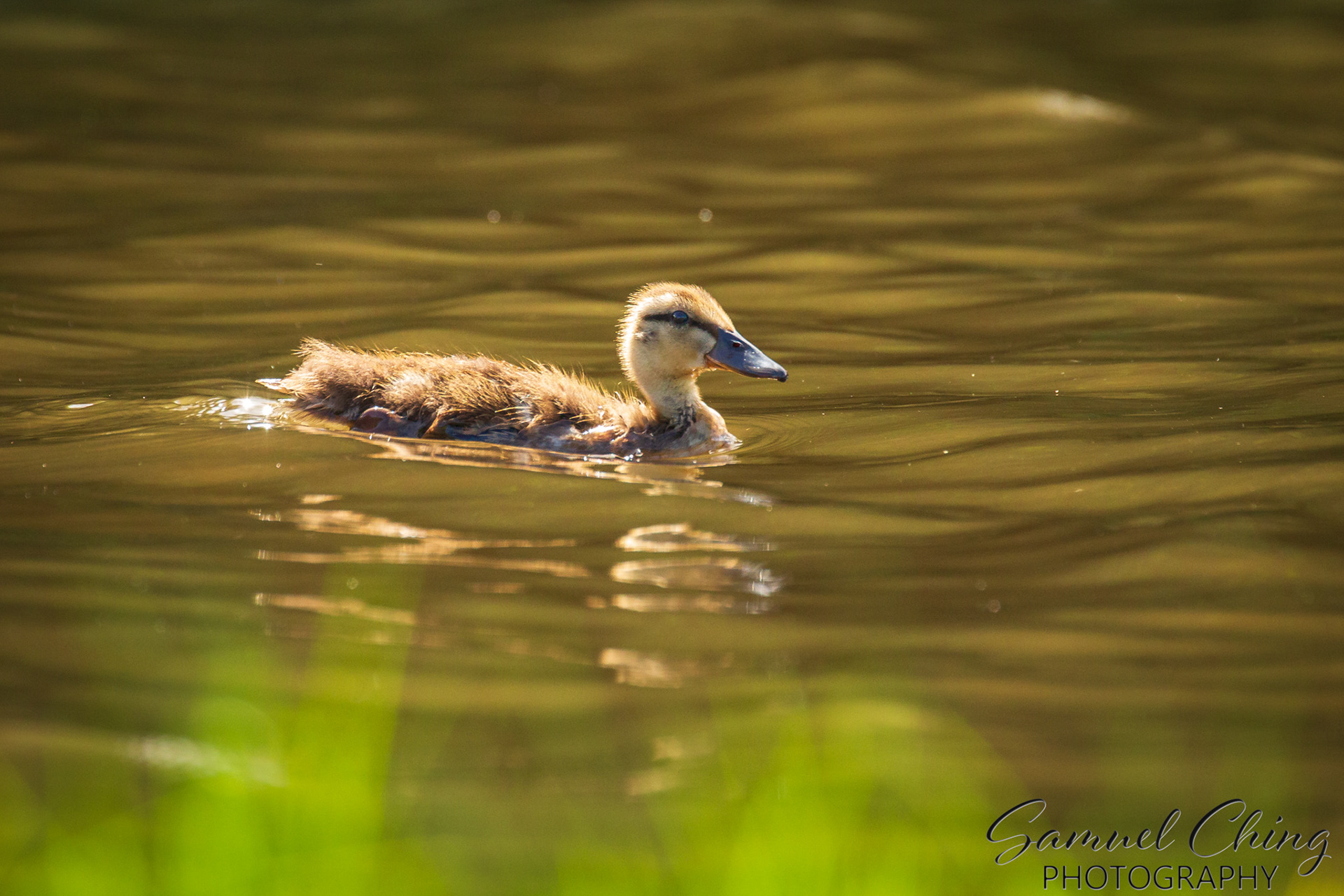 Mallard Duckling