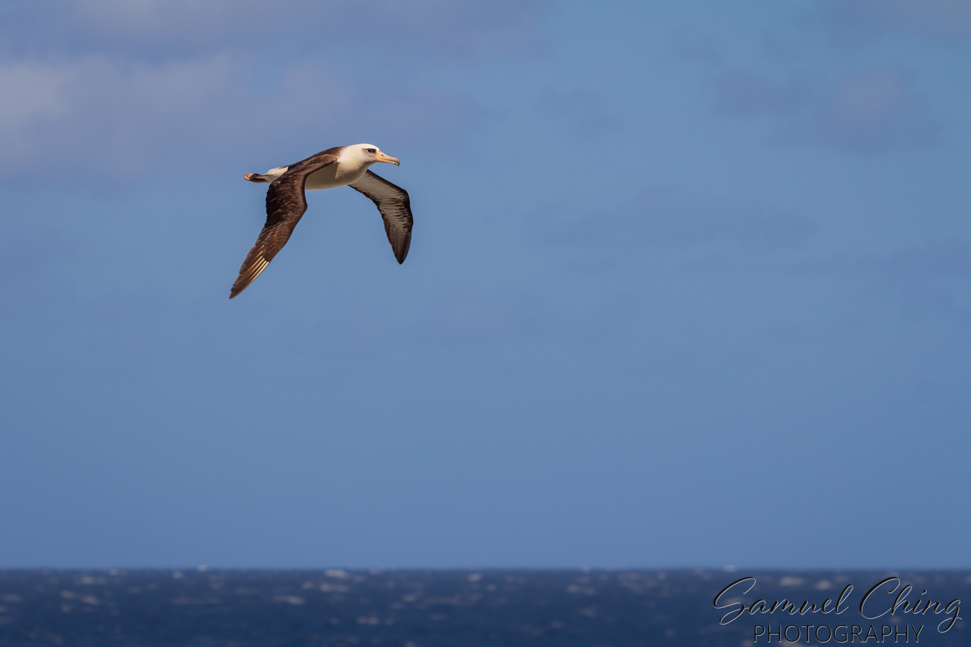 Laysan Albatross (Moli)