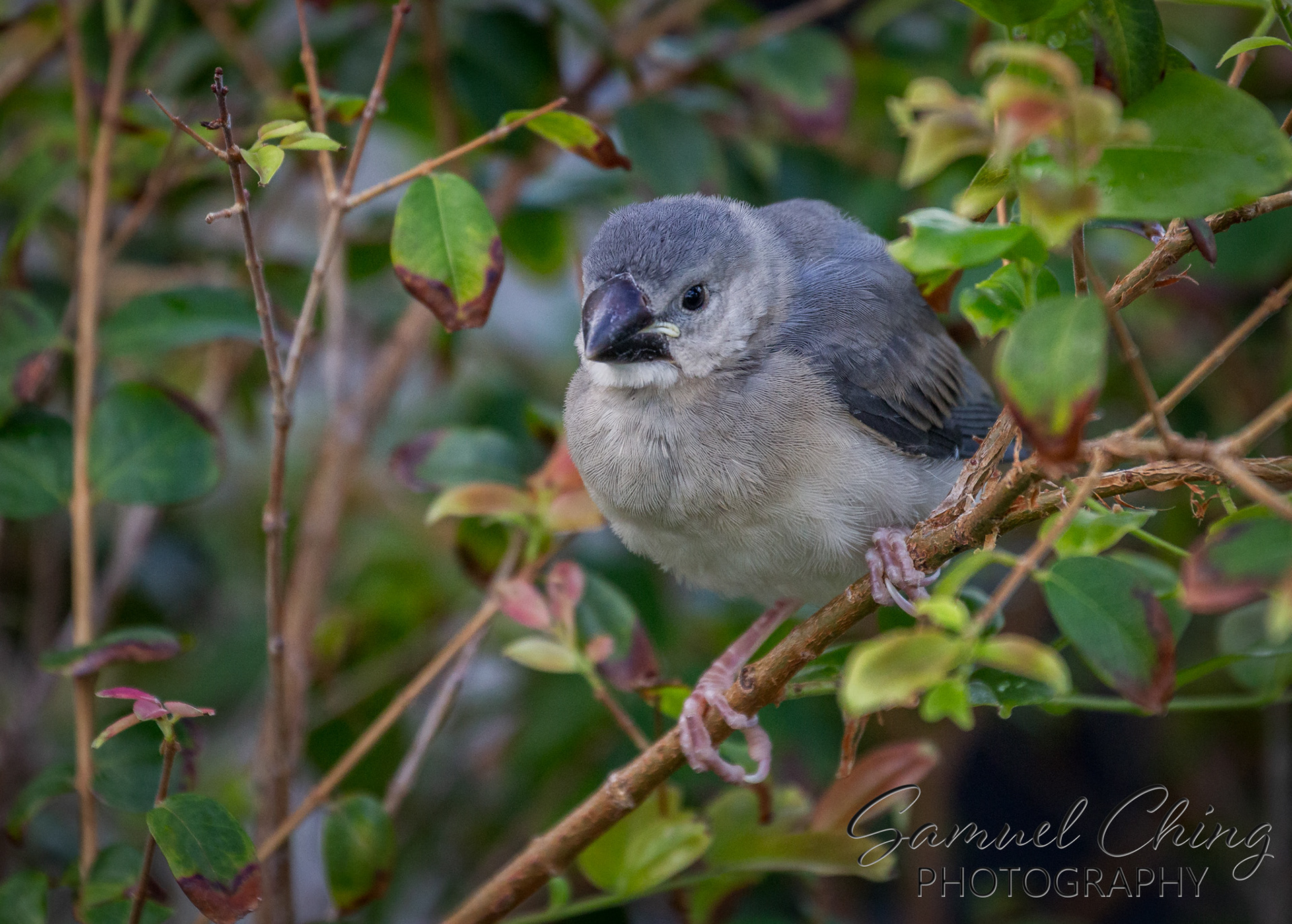 Java Finch