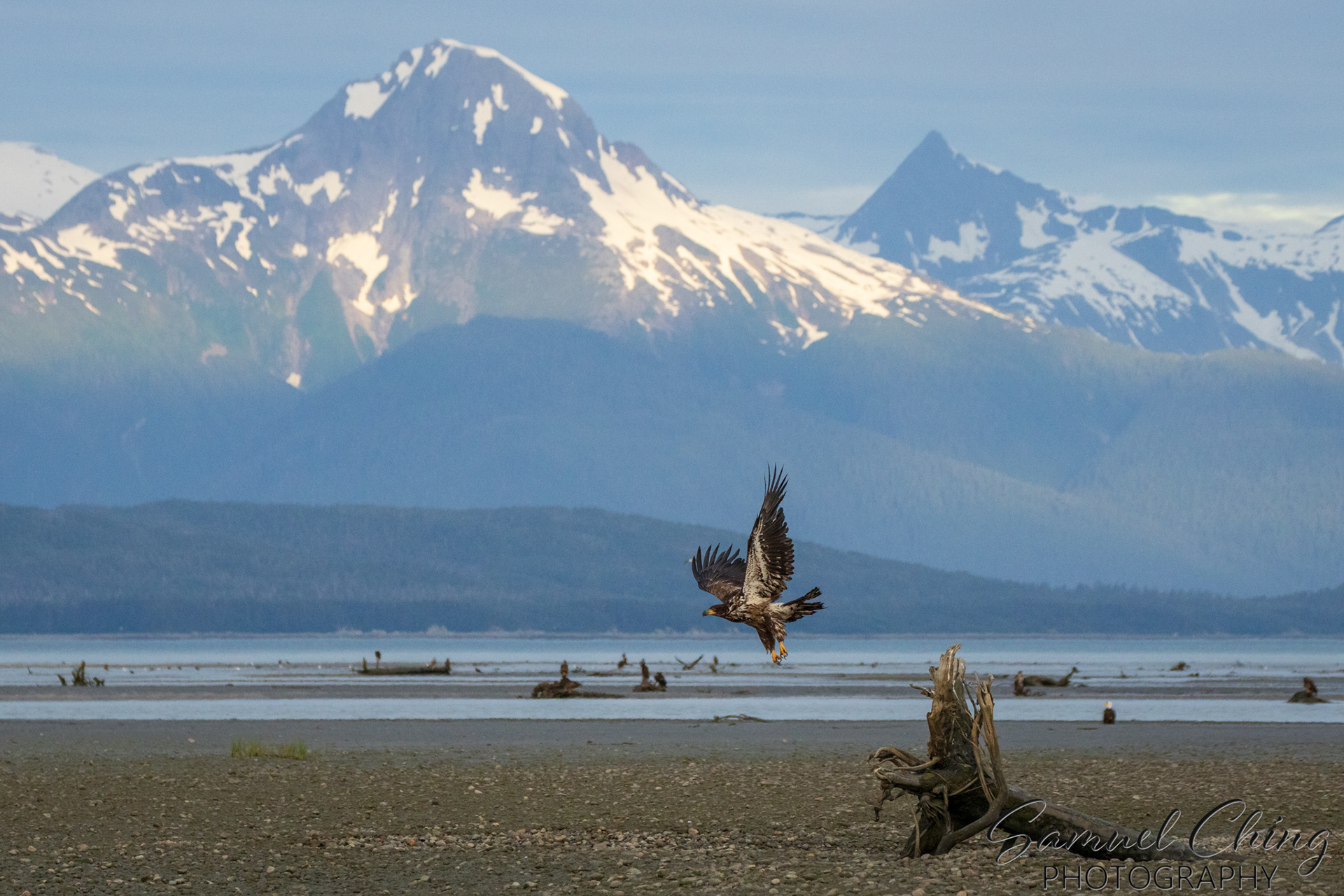 Bald Eagle, Eagle Beach, Alaska