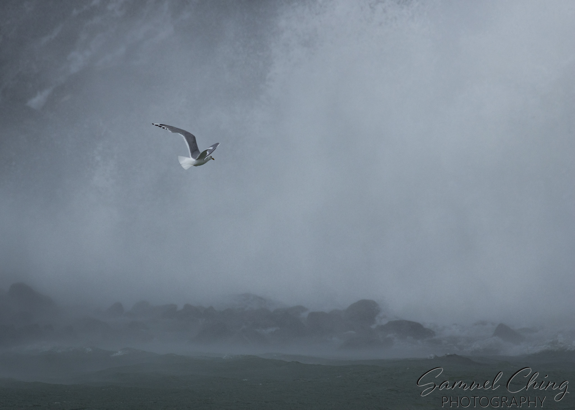 Mew Gull, Juneau, Alaska