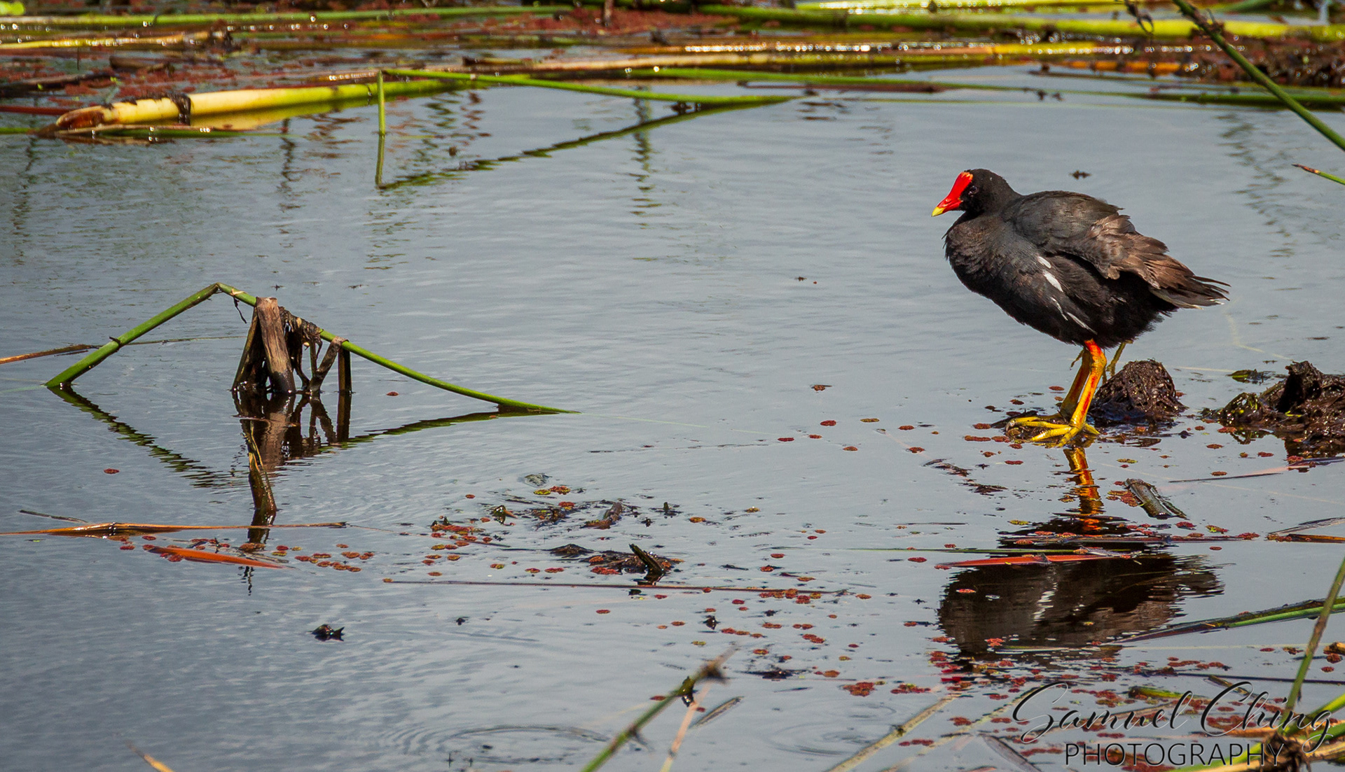 Hawaiian Gallinule (ʻAlae ʻUla)
