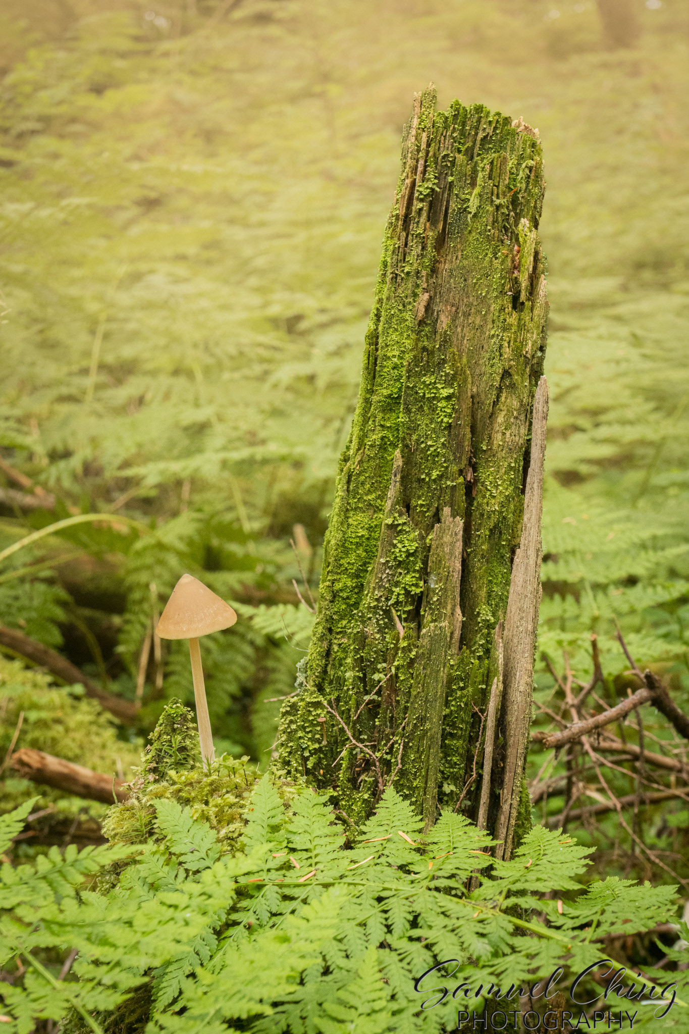 East Glacier Trail, Juneau, Alaska