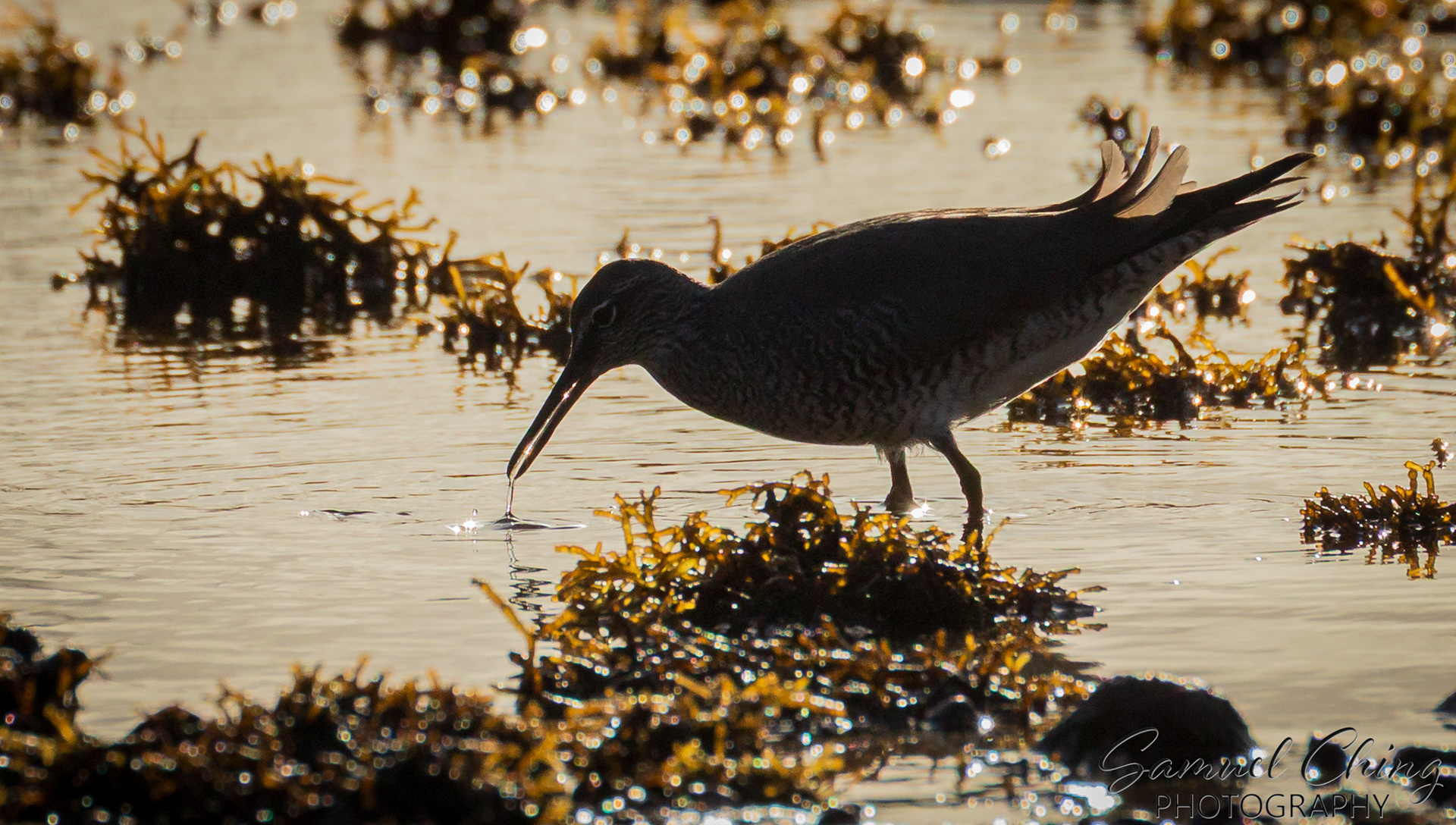 Wandering Tattler ('Ulili)