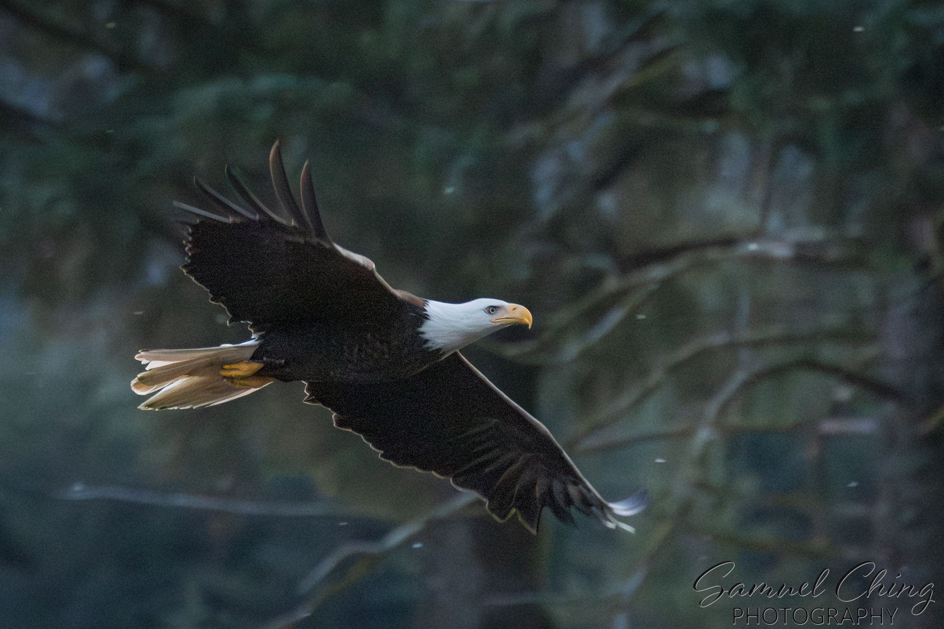Bald Eagle, Juneau, Alaska