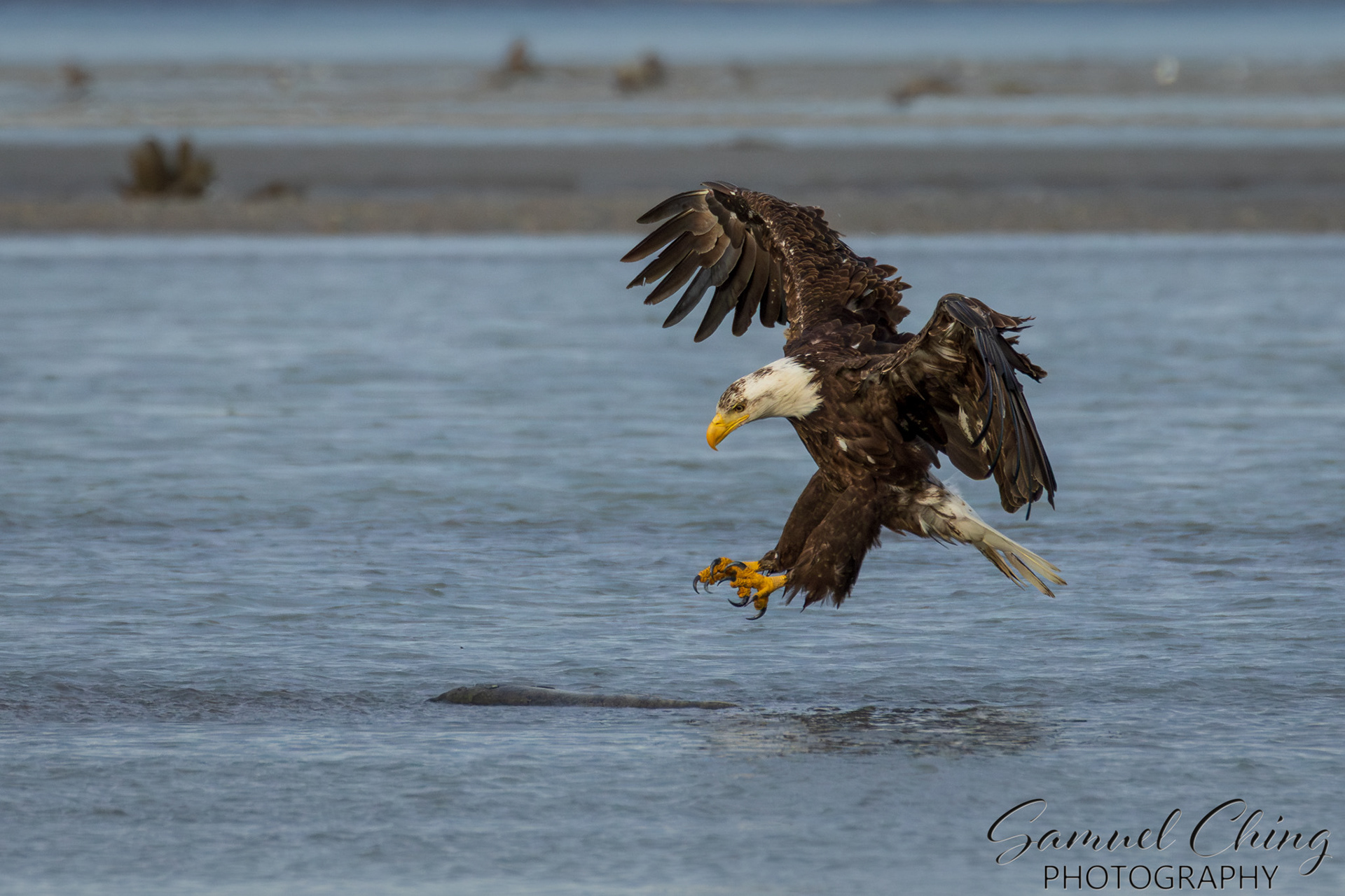 Bald Eagle, Eagle Beach, Alaska