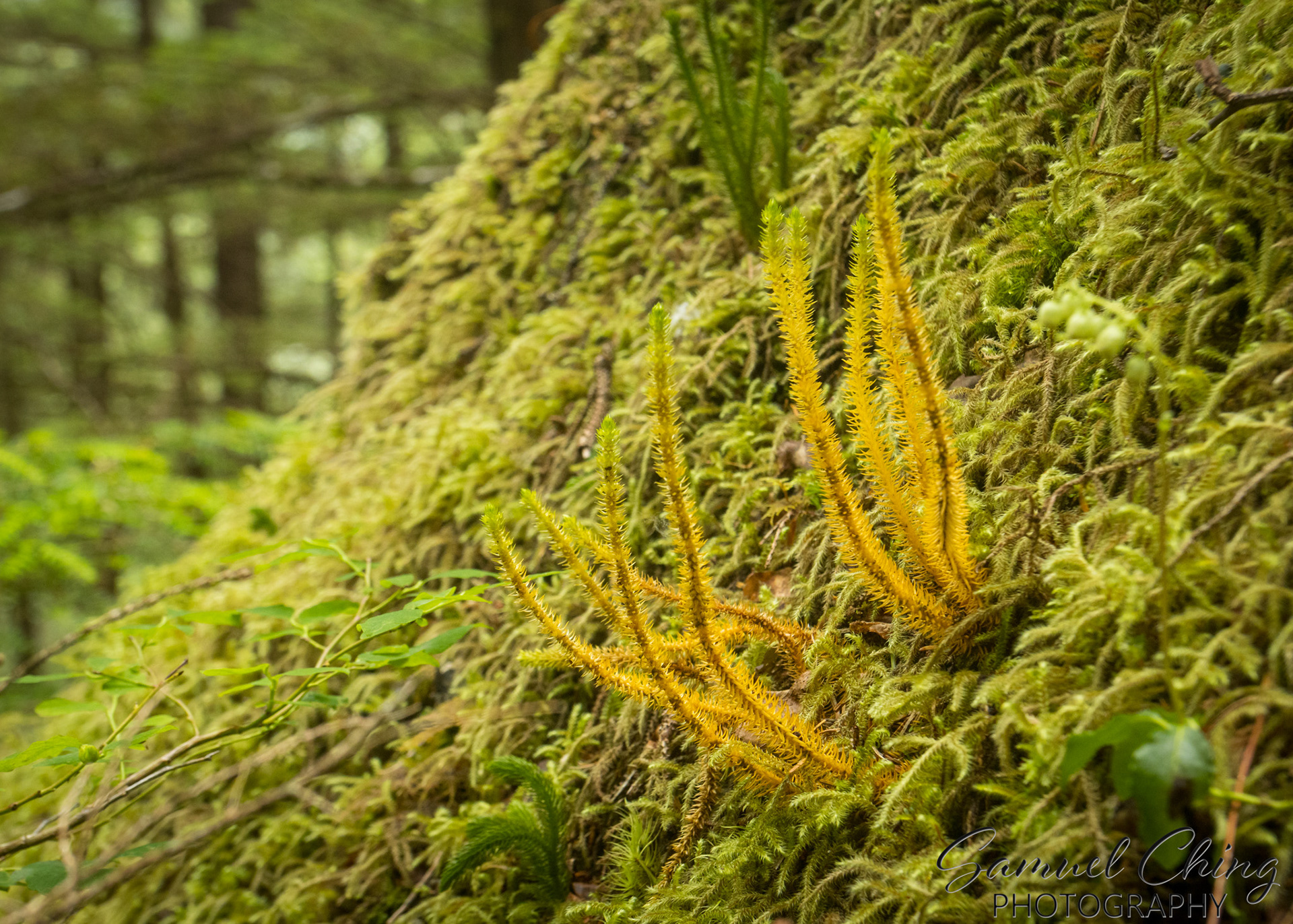 East Glacier Trail, Juneau, Alaska