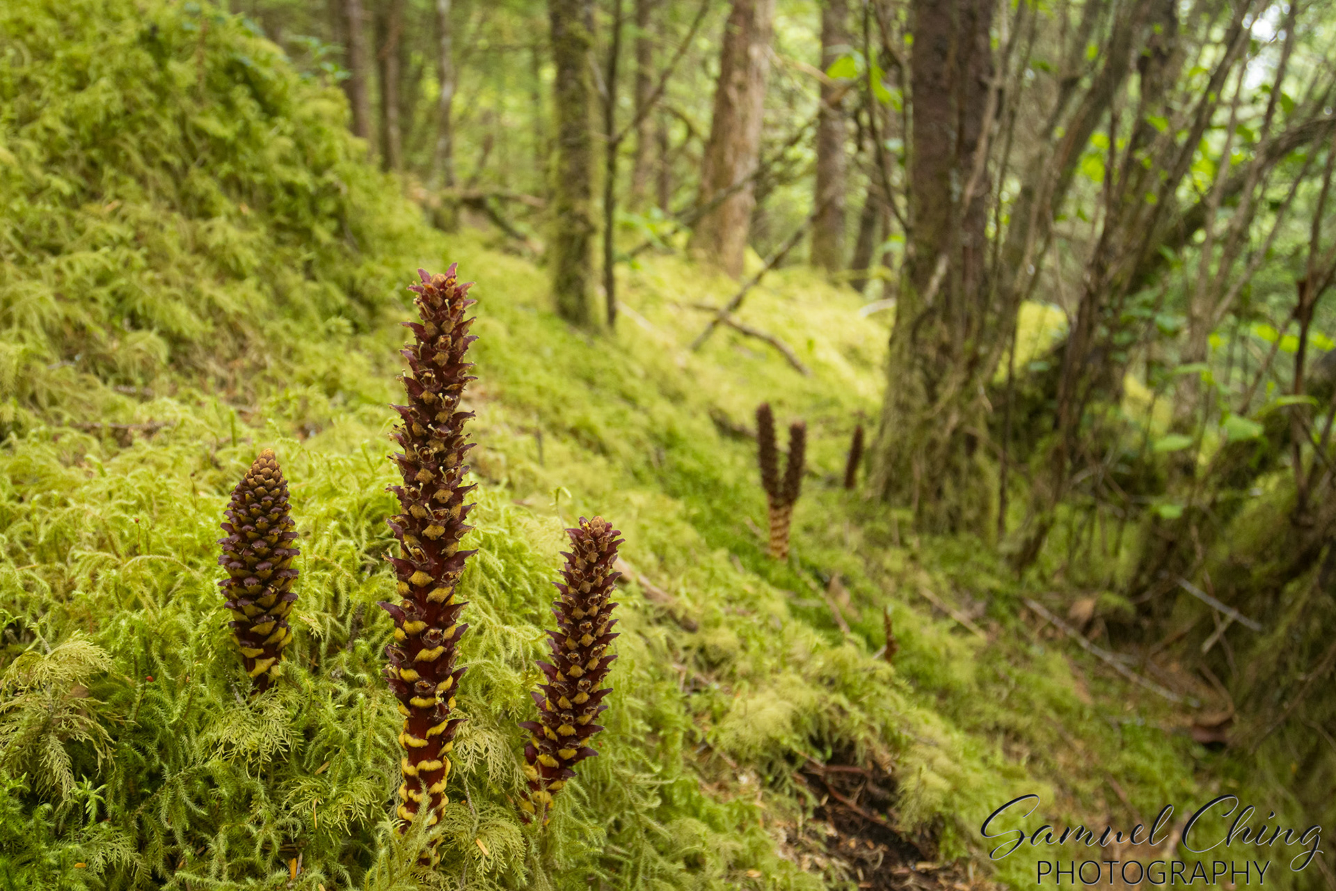 Northern Groundcone, East Glacier Trail, Juneau, Alaska