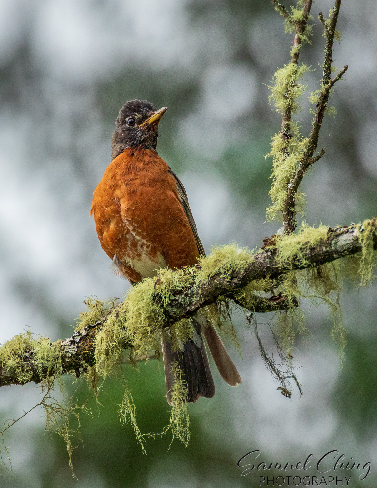 American Robin, Juneau, Alaska