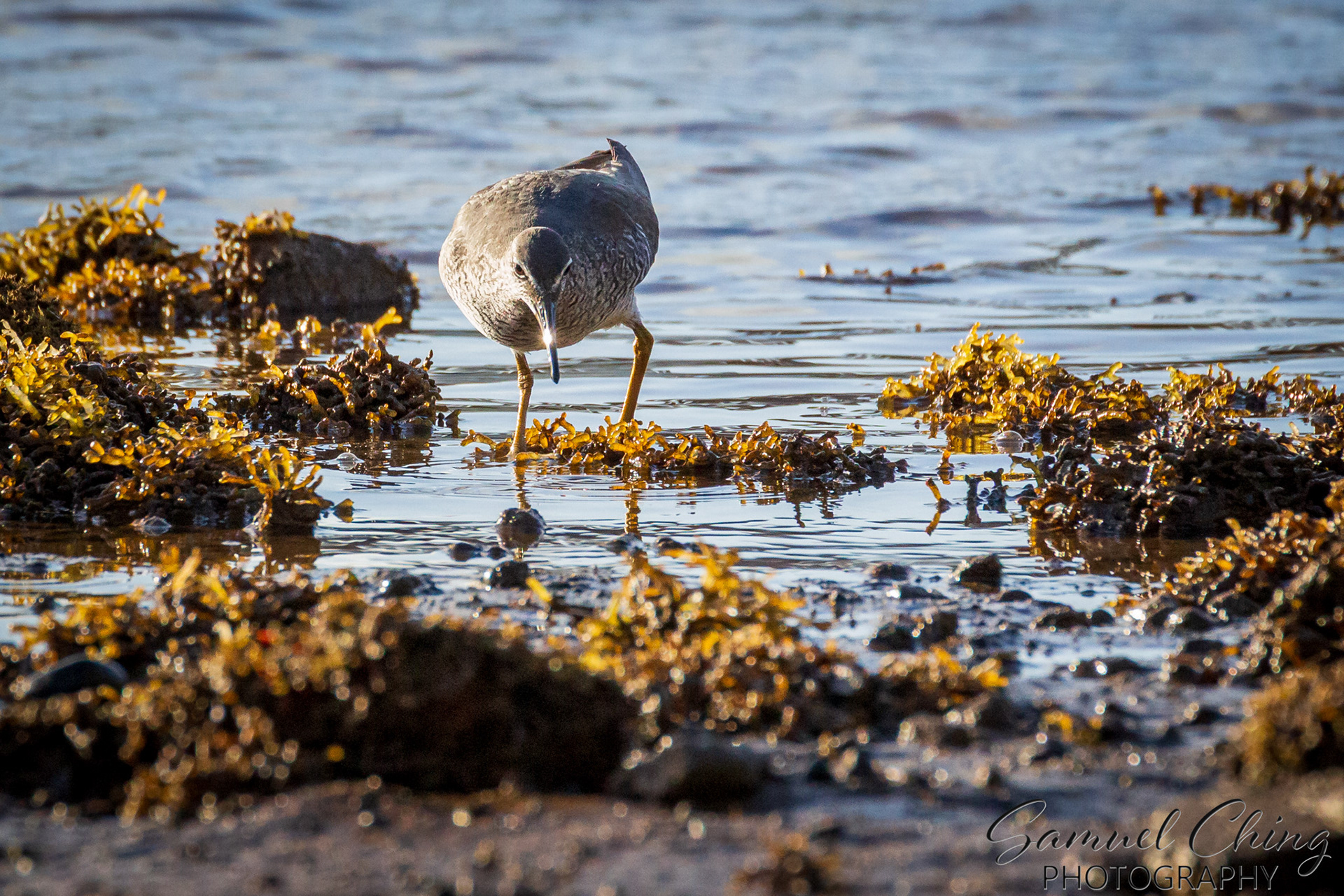 Wandering Tattler ('Ulili)