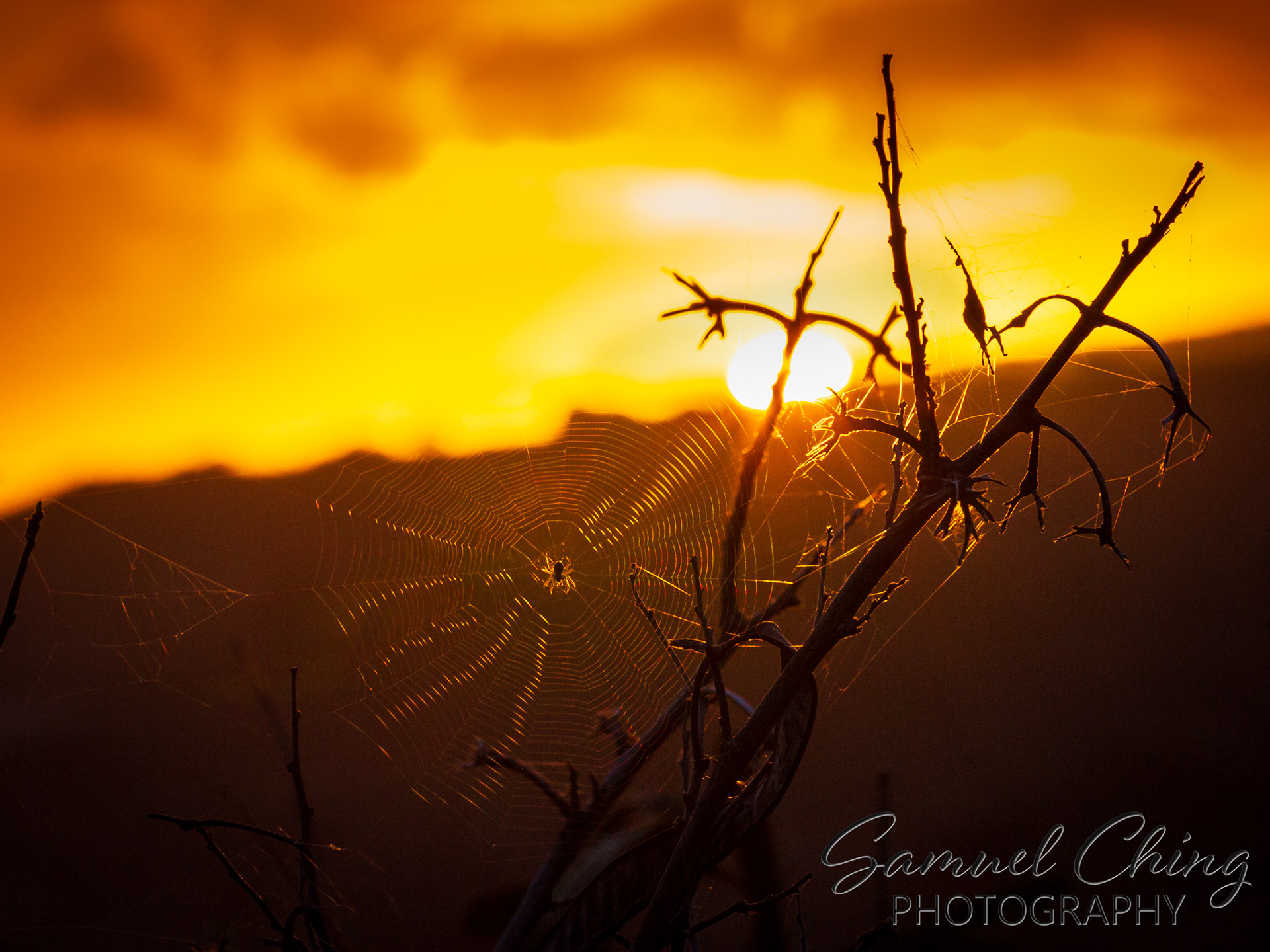 Sunset and Spiderweb, Makapu'u point