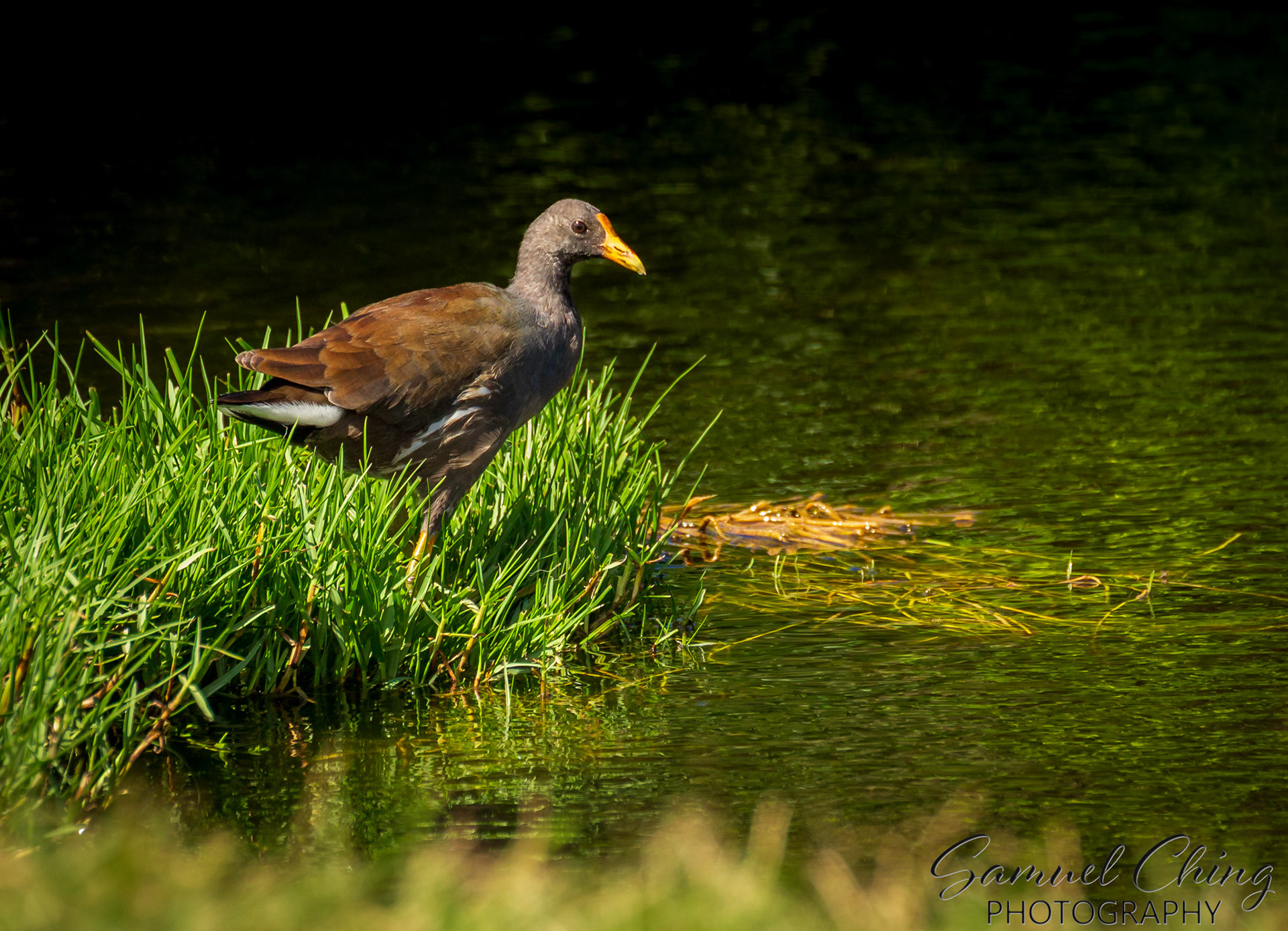 Hawaiian Gallinule (ʻAlae ʻUla)