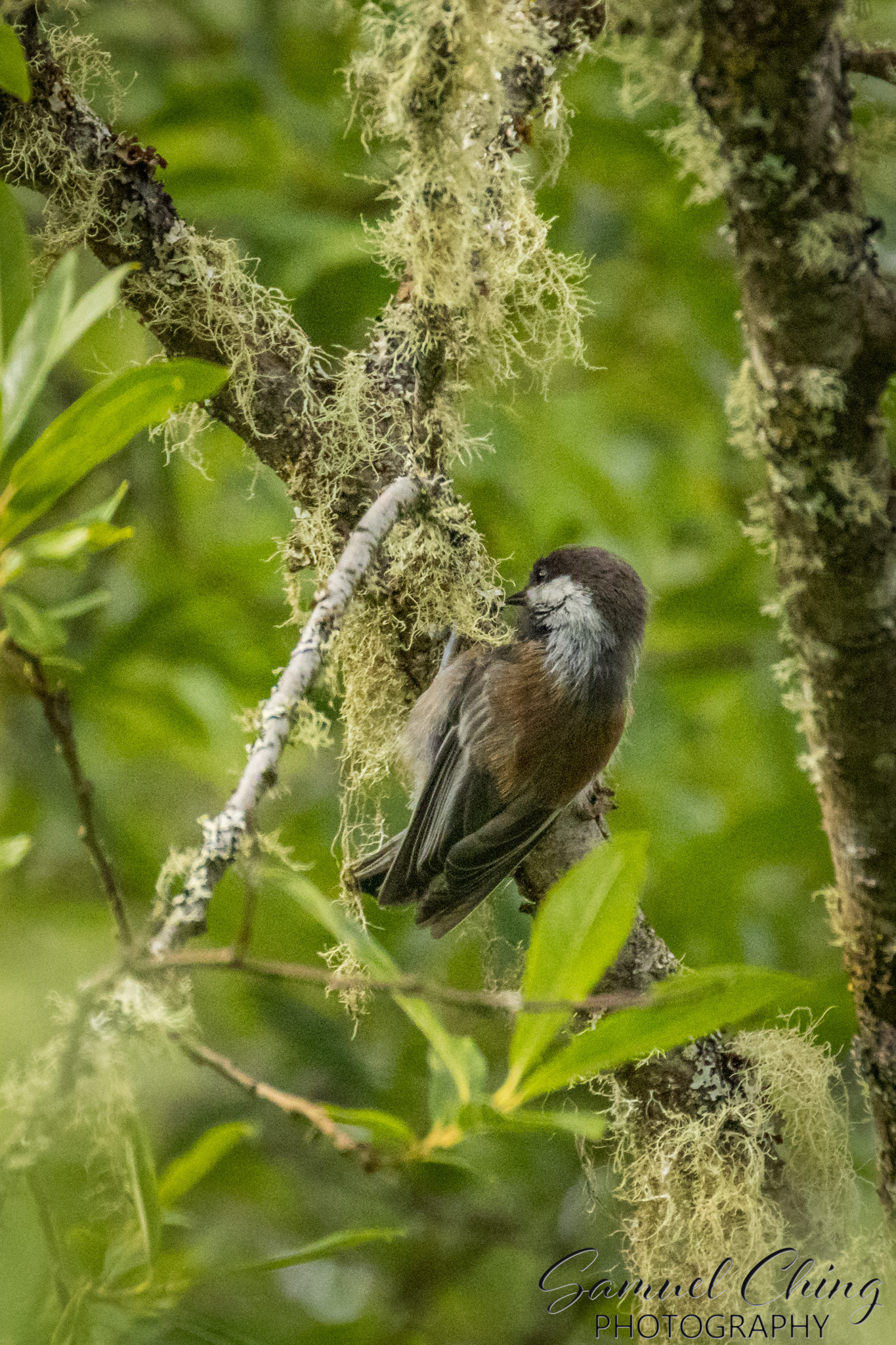 Chestnut-backed Chickadee, Juneau, Alaska