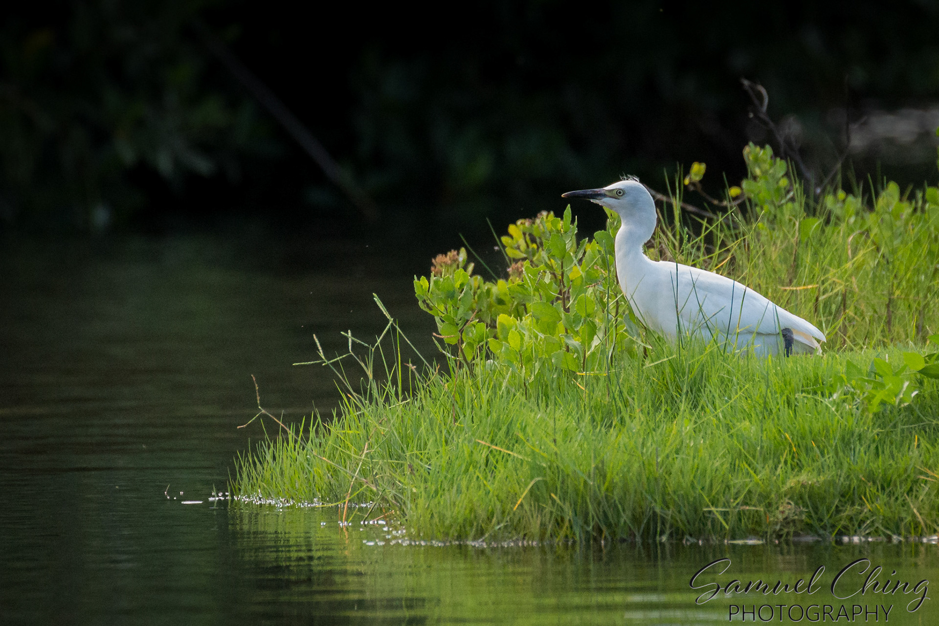Western Cattle Egret