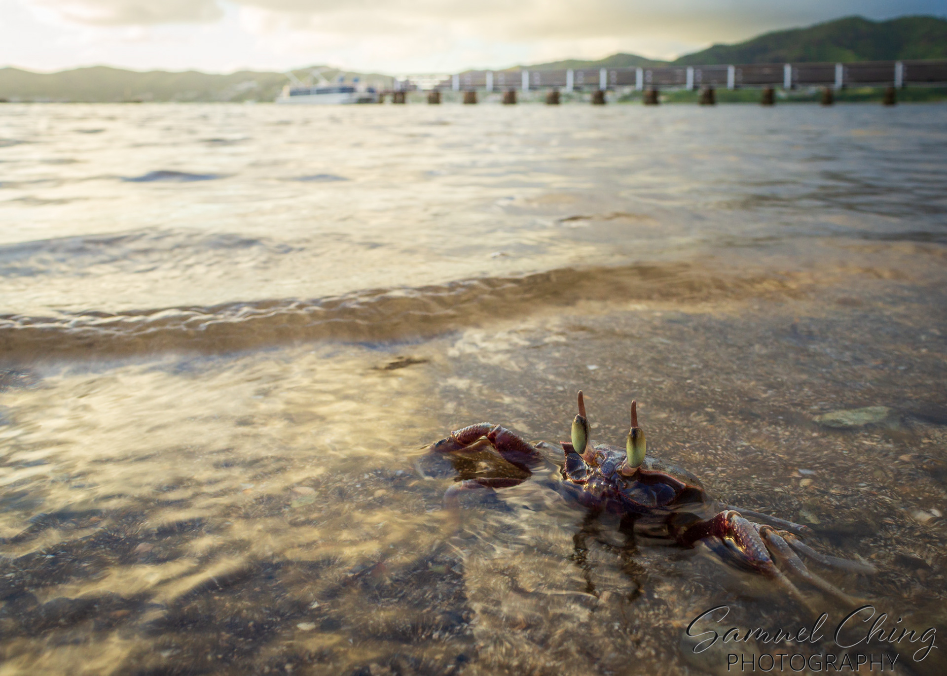 Horned Ghost Crab (ʻAviʻiviʻi)