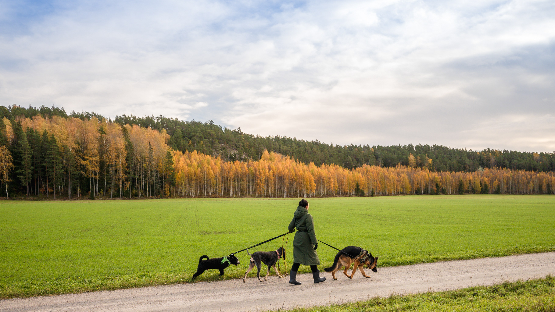 Koirahoitola Mamin Kultakoirat on  premium-tason täysin häkitön koirahoitola.