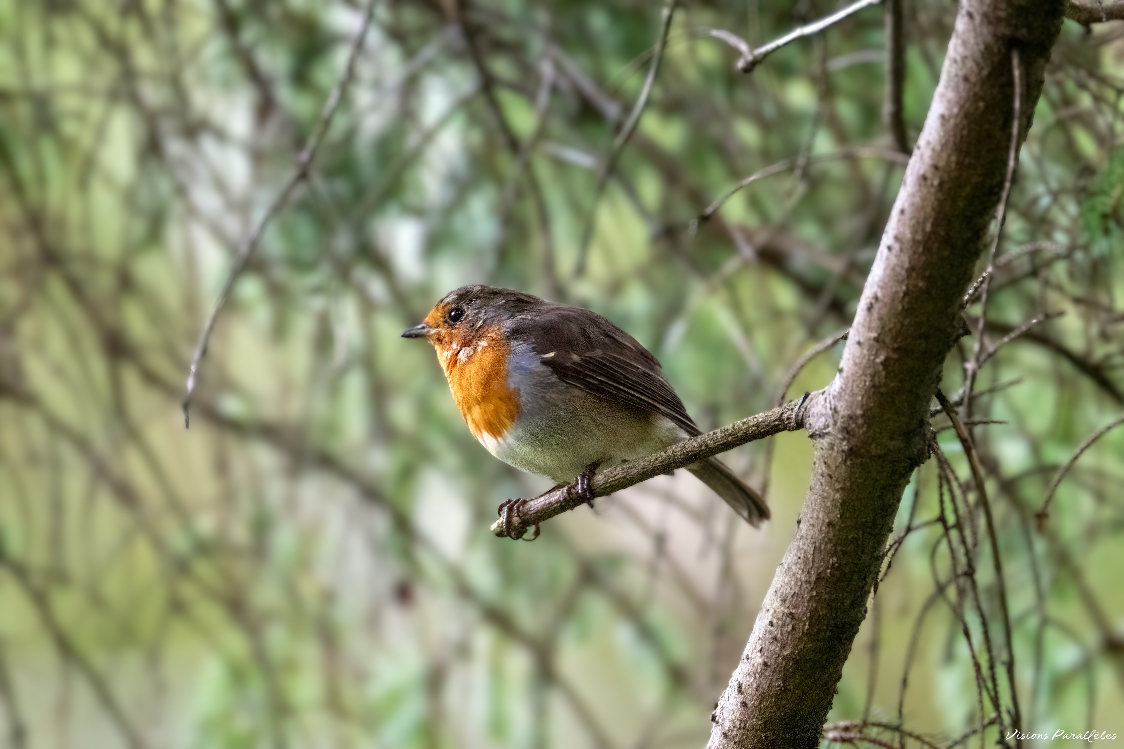 Rouge-gorge