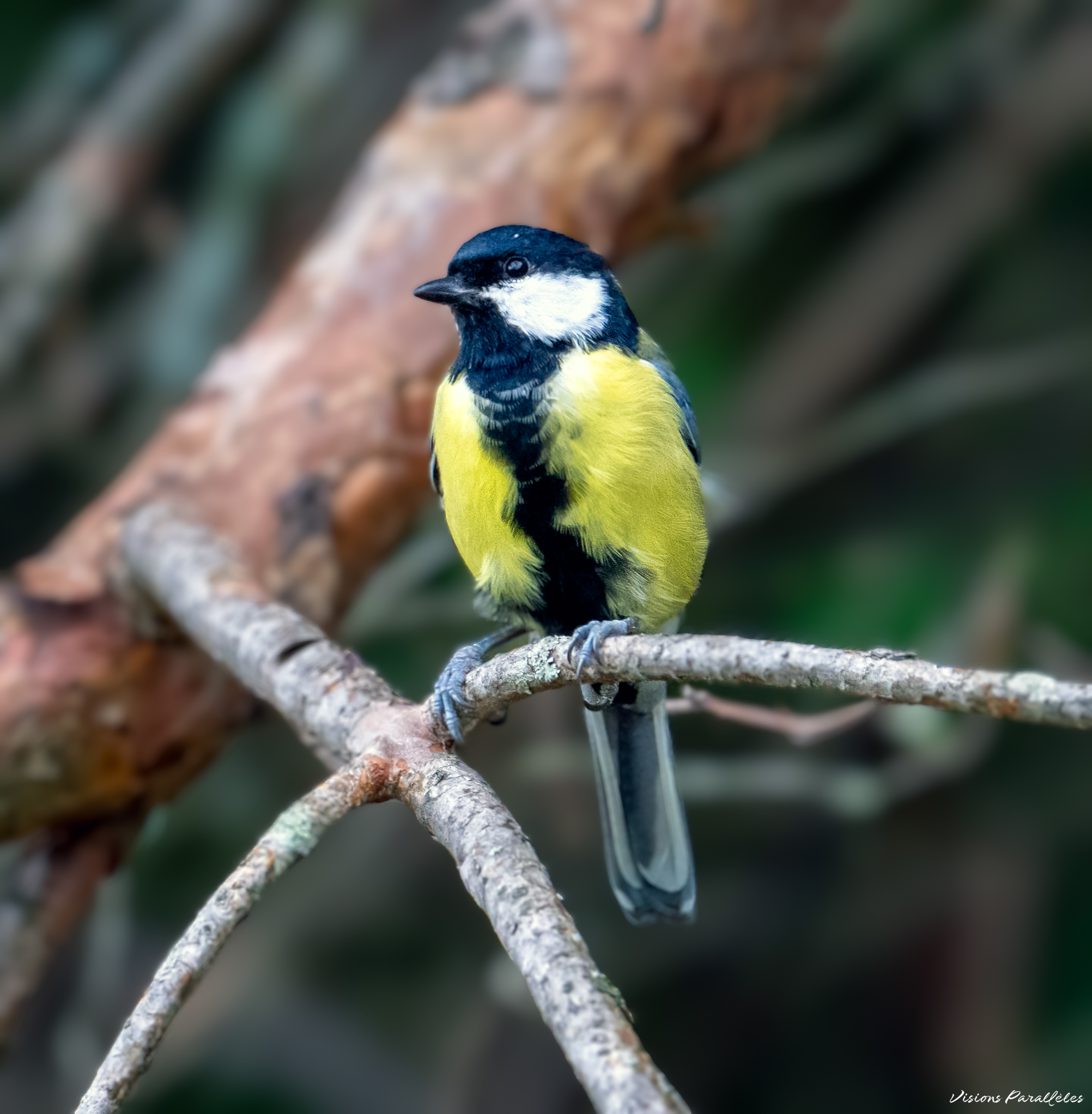 Mésange charbonnière