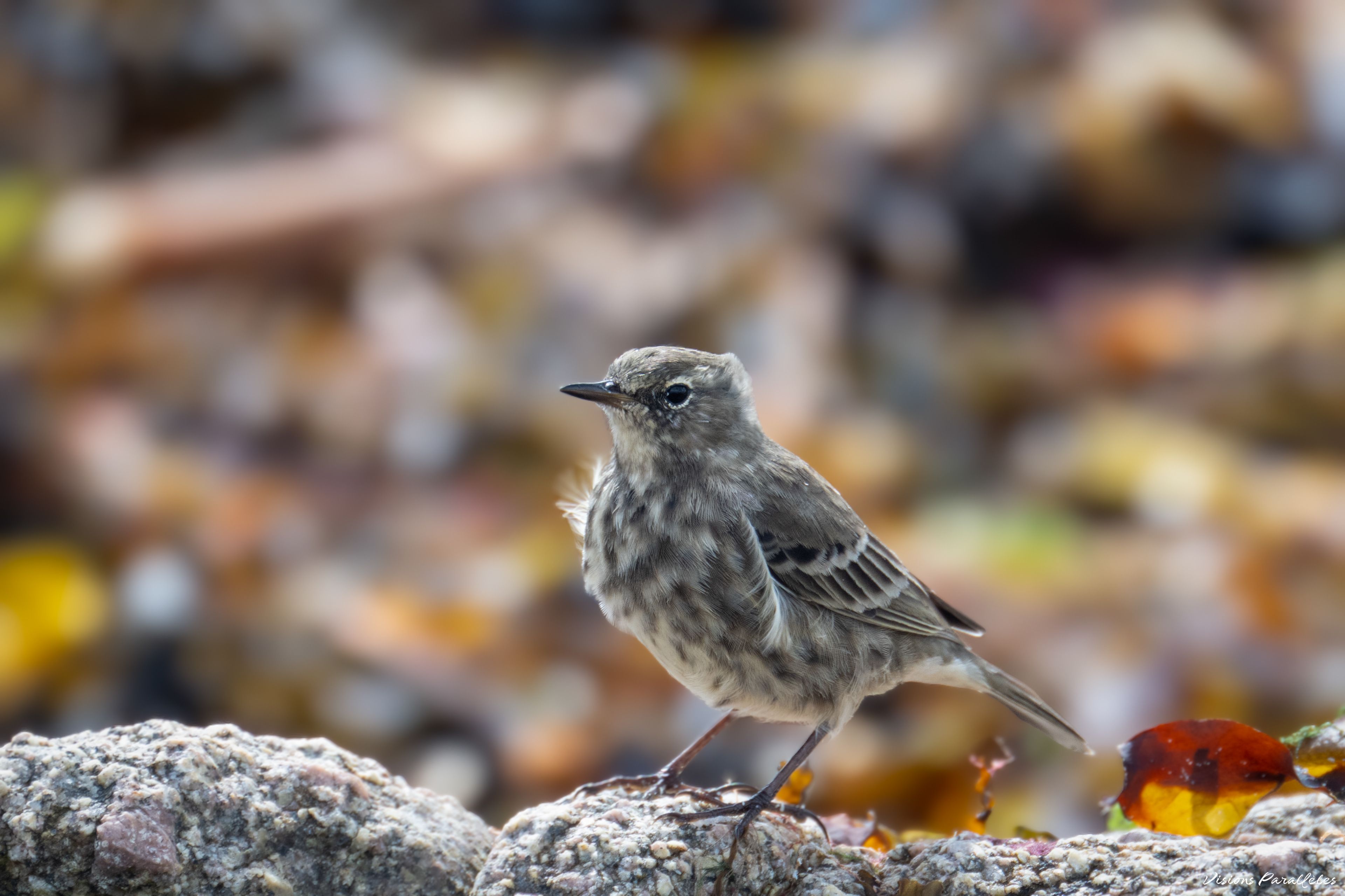 Pipit maritime